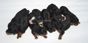 bernedoodles, bernedoodle puppies, bernedoodlees for sale, bernedoodles in canada, tri colour bernedoodles, tri colour, tri colour bernedoodles, tri colour bernedoodles, bernedoodles, bernedoodle breeders, bernedoodle breeders, bernedoodles, bernedoodles, bernedoodles. bernedoodle puppies for sale, berniedoodles, bernadoodles, bernesedoodles, bernedoodles, bernedoodles, bernedoodles, bernedoodle, bernedoodle, bernedoodle, bernedoodle, bernedoodle, bernedoodle puppies, bernedoodle breeders, bernedoodles, bernedoodle puppies, available bernedoodle puppies, available Bernedoodle puppies, tri colour bernedoodle,bernedoodle, bernedoodle, bernedoodle, bernedoodle, bernedoodles, bernedoodle puppies Ontario, bernedoodle, bernedooodle, bernedoodle, bernedoodle, bernedoodle, bernedoodle, bernedoodles, bernedoodle puppies, bernedoodle puppy, bernedoodle breeder in Canada, bernedoodle breeder in Ontario, bernedoodles, bernedoodles for sale, bernedoodles, Willow Brooke Bernedoodles, bernadoodles, available puppies, available Bernedoodle puppies, bernedoodles British Columbia, bernedoodles Alberta, bernedoodles Ontario, bernedoodles Toronto, bernedoodles Quebec, bernedoodles Nova Scotia, bernedoodles Newfoundland, bernedoodles New Brunswick, Bernese mountain dog, labradoodles, goldendoodles, bernedoodles, swiss ridge, swiss ridge kennel, swiss ridge bernedoodles, bernadoodles, berniedoodles, bernedoodles for sale, bernedoodles, bernedoodle, bernedoodle, bernedoodle, bernedoodle, bernedoodle, bernedoodle, bernedoodles, bernedoodles, bernedoodles, bernedoodle, bernedoodle puppy, bernedoodles Toronto, bernedoodles, bernedoodles, bernedoodle, bernedoodles, bernedoodle, bernedoodle, bernedoodle, bernedoodle, bernedoodle, bernedoodle, bernedoodles, bernedoodle, bernedoodles, bernedoodles, bernedoodles, Willow Brooke Bernedoodles, available Bernedoodle puppies, Bernedoodles Canada, bernedoodle, burnadoodle, berniedoodle, bernadoodle, bernadoodle, bernedoodle, bernedoodles, Bernedoodles, Bernese Mountain Dog, Poodle, Standard Poodle, Moyan Poodle, Mini Bernedoodle, Medium Bernedoodle, Standard Bernedoodle, Bernedoodles, bernedoodle, Bernedoodle Canada, bernedoodles bernedoodles bernedoodles, bernedoodles, Willow Brooke Bernedoodles, available bernedoodles, available Bernedoodles, Bernedoodles, bernedoodles, bernedoodle, bernedoodle, bernedoodles, bernedoodle, bernedoodle, bernedoodles, bernedoodle puppy, bernedoodle, bernedoodle, bernedoodles, bernedoodles, bernedoodle, bernedoodle, bernedoodles, bernedoodle puppies, bernedoodle breeder, Ontario bernedoodle puppies, bernedoodles for sale, available bernedoodle puppies, bernedoodle litters, bernedoodles in New York, bernedoodle, bernedoodle puppy, bernedoodle puppies, bernedoodles Ontario, bernedoodle, bernadoodle, bernadoodle, bernedoodles, bernedoodle puppies for sale, puppies for sale, bernedoodle, berniedoodle, bernedoodles in ontario, bernedoodles in Canada