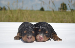 bernedoodles, bernedoodle puppies, bernedoodlees for sale, bernedoodles in canada, tri colour bernedoodles, tri colour, tri colour bernedoodles, tri colour bernedoodles, bernedoodles, bernedoodle breeders, bernedoodle breeders, bernedoodles, bernedoodles, bernedoodles. bernedoodle puppies for sale, berniedoodles, bernadoodles, bernesedoodles, bernedoodles, bernedoodles, bernedoodles, bernedoodle, bernedoodle, bernedoodle, bernedoodle, bernedoodle, bernedoodle puppies, bernedoodle breeders, bernedoodles, bernedoodle puppies, available bernedoodle puppies, available Bernedoodle puppies, tri colour bernedoodle,bernedoodle, bernedoodle, bernedoodle, bernedoodle, bernedoodles, bernedoodle puppies Ontario, bernedoodle, bernedooodle, bernedoodle, bernedoodle, bernedoodle, bernedoodle, bernedoodles, bernedoodle puppies, bernedoodle puppy, bernedoodle breeder in Canada, bernedoodle breeder in Ontario, bernedoodles, bernedoodles for sale, bernedoodles, Willow Brooke Bernedoodles, bernadoodles, available puppies, available Bernedoodle puppies, bernedoodles British Columbia, bernedoodles Alberta, bernedoodles Ontario, bernedoodles Toronto, bernedoodles Quebec, bernedoodles Nova Scotia, bernedoodles Newfoundland, bernedoodles New Brunswick, Bernese mountain dog, labradoodles, goldendoodles, bernedoodles, swiss ridge, swiss ridge kennel, swiss ridge bernedoodles, bernadoodles, berniedoodles, bernedoodles for sale, bernedoodles, bernedoodle, bernedoodle, bernedoodle, bernedoodle, bernedoodle, bernedoodle, bernedoodles, bernedoodles, bernedoodles, bernedoodle, bernedoodle puppy, bernedoodles Toronto, bernedoodles, bernedoodles, bernedoodle, bernedoodles, bernedoodle, bernedoodle, bernedoodle, bernedoodle, bernedoodle, bernedoodle, bernedoodles, bernedoodle, bernedoodles, bernedoodles, bernedoodles, Willow Brooke Bernedoodles, available Bernedoodle puppies, Bernedoodles Canada, bernedoodle, burnadoodle, berniedoodle, bernadoodle, bernadoodle, bernedoodle, bernedoodles, Bernedoodles, Bernese Mountain Dog, Poodle, Standard Poodle, Moyan Poodle, Mini Bernedoodle, Medium Bernedoodle, Standard Bernedoodle, Bernedoodles, bernedoodle, Bernedoodle Canada, bernedoodles bernedoodles bernedoodles, bernedoodles, Willow Brooke Bernedoodles, available bernedoodles, available Bernedoodles, Bernedoodles, bernedoodles, bernedoodle, bernedoodle, bernedoodles, bernedoodle, bernedoodle, bernedoodles, bernedoodle puppy, bernedoodle, bernedoodle, bernedoodles, bernedoodles, bernedoodle, bernedoodle, bernedoodles, bernedoodle puppies, bernedoodle breeder, Ontario bernedoodle puppies, bernedoodles for sale, available bernedoodle puppies, bernedoodle litters, bernedoodles in New York, bernedoodle, bernedoodle puppy, bernedoodle puppies, bernedoodles Ontario, bernedoodle, bernadoodle, bernadoodle, bernedoodles, bernedoodle puppies for sale, puppies for sale, bernedoodle, berniedoodle, bernedoodles in ontario, bernedoodles in Canada