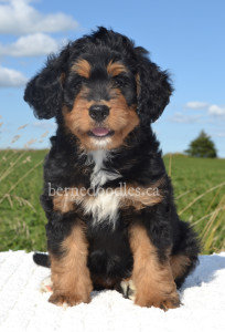 bernedoodles, bernedoodle puppies, bernedoodlees for sale, bernedoodles in canada, tri colour bernedoodles, tri colour, tri colour bernedoodles, tri colour bernedoodles, bernedoodles, bernedoodle breeders, bernedoodle breeders, bernedoodles, bernedoodles, bernedoodles. bernedoodle puppies for sale, berniedoodles, bernadoodles, bernesedoodles, bernedoodles, bernedoodles, bernedoodles, bernedoodle, bernedoodle, bernedoodle, bernedoodle, bernedoodle, bernedoodle puppies, bernedoodle breeders, bernedoodles, bernedoodle puppies, available bernedoodle puppies, available Bernedoodle puppies, tri colour bernedoodle,bernedoodle, bernedoodle, bernedoodle, bernedoodle, bernedoodles, bernedoodle puppies Ontario, bernedoodle, bernedooodle, bernedoodle, bernedoodle, bernedoodle, bernedoodle, bernedoodles, bernedoodle puppies, bernedoodle puppy, bernedoodle breeder in Canada, bernedoodle breeder in Ontario, bernedoodles, bernedoodles for sale,  bernedoodles, Willow Brooke Bernedoodles, bernadoodles, available puppies, available Bernedoodle puppies, bernedoodles British Columbia, bernedoodles Alberta, bernedoodles Ontario, bernedoodles Toronto, bernedoodles Quebec, bernedoodles Nova Scotia, bernedoodles Newfoundland, bernedoodles New Brunswick, Bernese mountain dog, labradoodles, goldendoodles, bernedoodles, swiss ridge, swiss ridge kennel, swiss ridge bernedoodles, bernadoodles, berniedoodles, bernedoodles for sale, bernedoodles, bernedoodle, bernedoodle, bernedoodle, bernedoodle, bernedoodle, bernedoodle, bernedoodles, bernedoodles, bernedoodles, bernedoodle, bernedoodle puppy, bernedoodles Toronto, bernedoodles, bernedoodles, bernedoodle, bernedoodles, bernedoodle, bernedoodle, bernedoodle, bernedoodle, bernedoodle, bernedoodle, bernedoodles, bernedoodle, bernedoodles, bernedoodles, bernedoodles, Willow Brooke Bernedoodles, available Bernedoodle puppies, Bernedoodles Canada, bernedoodle, burnadoodle, berniedoodle, bernadoodle, bernadoodle, bernedoodle, bernedoodles, Bernedoodles, Bernese Mountain Dog, Poodle, Standard Poodle, Moyan Poodle, Mini Bernedoodle, Medium Bernedoodle, Standard Bernedoodle, Bernedoodles, bernedoodle, Bernedoodle Canada, bernedoodles bernedoodles bernedoodles, bernedoodles, Willow Brooke Bernedoodles, available bernedoodles, available Bernedoodles, Bernedoodles, bernedoodles, bernedoodle, bernedoodle, bernedoodles, bernedoodle, bernedoodle, bernedoodles, bernedoodle puppy, bernedoodle, bernedoodle, bernedoodles, bernedoodles, bernedoodle, bernedoodle, bernedoodles, bernedoodle puppies, bernedoodle breeder, Ontario bernedoodle puppies, bernedoodles for sale, available bernedoodle puppies, bernedoodle litters, bernedoodles in New York, bernedoodle, bernedoodle puppy, bernedoodle puppies, bernedoodles Ontario, bernedoodle, bernadoodle, bernadoodle, bernedoodles, bernedoodle puppies for sale, puppies for sale, bernedoodle, berniedoodle, bernedoodles in ontario, bernedoodles in Canada