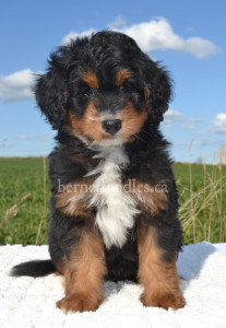 bernedoodles, bernedoodle puppies, bernedoodlees for sale, bernedoodles in canada, tri colour bernedoodles, tri colour, tri colour bernedoodles, tri colour bernedoodles, bernedoodles, bernedoodle breeders, bernedoodle breeders, bernedoodles, bernedoodles, bernedoodles. bernedoodle puppies for sale, berniedoodles, bernadoodles, bernesedoodles, bernedoodles, bernedoodles, bernedoodles, bernedoodle, bernedoodle, bernedoodle, bernedoodle, bernedoodle, bernedoodle puppies, bernedoodle breeders, bernedoodles, bernedoodle puppies, available bernedoodle puppies, available Bernedoodle puppies, tri colour bernedoodle,bernedoodle, bernedoodle, bernedoodle, bernedoodle, bernedoodles, bernedoodle puppies Ontario, bernedoodle, bernedooodle, bernedoodle, bernedoodle, bernedoodle, bernedoodle, bernedoodles, bernedoodle puppies, bernedoodle puppy, bernedoodle breeder in Canada, bernedoodle breeder in Ontario, bernedoodles, bernedoodles for sale,  bernedoodles, Willow Brooke Bernedoodles, bernadoodles, available puppies, available Bernedoodle puppies, bernedoodles British Columbia, bernedoodles Alberta, bernedoodles Ontario, bernedoodles Toronto, bernedoodles Quebec, bernedoodles Nova Scotia, bernedoodles Newfoundland, bernedoodles New Brunswick, Bernese mountain dog, labradoodles, goldendoodles, bernedoodles, swiss ridge, swiss ridge kennel, swiss ridge bernedoodles, bernadoodles, berniedoodles, bernedoodles for sale, bernedoodles, bernedoodle, bernedoodle, bernedoodle, bernedoodle, bernedoodle, bernedoodle, bernedoodles, bernedoodles, bernedoodles, bernedoodle, bernedoodle puppy, bernedoodles Toronto, bernedoodles, bernedoodles, bernedoodle, bernedoodles, bernedoodle, bernedoodle, bernedoodle, bernedoodle, bernedoodle, bernedoodle, bernedoodles, bernedoodle, bernedoodles, bernedoodles, bernedoodles, Willow Brooke Bernedoodles, available Bernedoodle puppies, Bernedoodles Canada, bernedoodle, burnadoodle, berniedoodle, bernadoodle, bernadoodle, bernedoodle, bernedoodles, Bernedoodles, Bernese Mountain Dog, Poodle, Standard Poodle, Moyan Poodle, Mini Bernedoodle, Medium Bernedoodle, Standard Bernedoodle, Bernedoodles, bernedoodle, Bernedoodle Canada, bernedoodles bernedoodles bernedoodles, bernedoodles, Willow Brooke Bernedoodles, available bernedoodles, available Bernedoodles, Bernedoodles, bernedoodles, bernedoodle, bernedoodle, bernedoodles, bernedoodle, bernedoodle, bernedoodles, bernedoodle puppy, bernedoodle, bernedoodle, bernedoodles, bernedoodles, bernedoodle, bernedoodle, bernedoodles, bernedoodle puppies, bernedoodle breeder, Ontario bernedoodle puppies, bernedoodles for sale, available bernedoodle puppies, bernedoodle litters, bernedoodles in New York, bernedoodle, bernedoodle puppy, bernedoodle puppies, bernedoodles Ontario, bernedoodle, bernadoodle, bernadoodle, bernedoodles, bernedoodle puppies for sale, puppies for sale, bernedoodle, berniedoodle, bernedoodles in ontario, bernedoodles in Canada