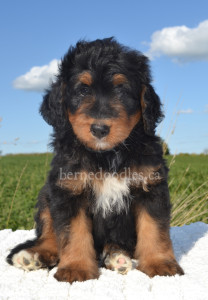 bernedoodles, bernedoodle puppies, bernedoodlees for sale, bernedoodles in canada, tri colour bernedoodles, tri colour, tri colour bernedoodles, tri colour bernedoodles, bernedoodles, bernedoodle breeders, bernedoodle breeders, bernedoodles, bernedoodles, bernedoodles. bernedoodle puppies for sale, berniedoodles, bernadoodles, bernesedoodles, bernedoodles, bernedoodles, bernedoodles, bernedoodle, bernedoodle, bernedoodle, bernedoodle, bernedoodle, bernedoodle puppies, bernedoodle breeders, bernedoodles, bernedoodle puppies, available bernedoodle puppies, available Bernedoodle puppies, tri colour bernedoodle,bernedoodle, bernedoodle, bernedoodle, bernedoodle, bernedoodles, bernedoodle puppies Ontario, bernedoodle, bernedooodle, bernedoodle, bernedoodle, bernedoodle, bernedoodle, bernedoodles, bernedoodle puppies, bernedoodle puppy, bernedoodle breeder in Canada, bernedoodle breeder in Ontario, bernedoodles, bernedoodles for sale,  bernedoodles, Willow Brooke Bernedoodles, bernadoodles, available puppies, available Bernedoodle puppies, bernedoodles British Columbia, bernedoodles Alberta, bernedoodles Ontario, bernedoodles Toronto, bernedoodles Quebec, bernedoodles Nova Scotia, bernedoodles Newfoundland, bernedoodles New Brunswick, Bernese mountain dog, labradoodles, goldendoodles, bernedoodles, swiss ridge, swiss ridge kennel, swiss ridge bernedoodles, bernadoodles, berniedoodles, bernedoodles for sale, bernedoodles, bernedoodle, bernedoodle, bernedoodle, bernedoodle, bernedoodle, bernedoodle, bernedoodles, bernedoodles, bernedoodles, bernedoodle, bernedoodle puppy, bernedoodles Toronto, bernedoodles, bernedoodles, bernedoodle, bernedoodles, bernedoodle, bernedoodle, bernedoodle, bernedoodle, bernedoodle, bernedoodle, bernedoodles, bernedoodle, bernedoodles, bernedoodles, bernedoodles, Willow Brooke Bernedoodles, available Bernedoodle puppies, Bernedoodles Canada, bernedoodle, burnadoodle, berniedoodle, bernadoodle, bernadoodle, bernedoodle, bernedoodles, Bernedoodles, Bernese Mountain Dog, Poodle, Standard Poodle, Moyan Poodle, Mini Bernedoodle, Medium Bernedoodle, Standard Bernedoodle, Bernedoodles, bernedoodle, Bernedoodle Canada, bernedoodles bernedoodles bernedoodles, bernedoodles, Willow Brooke Bernedoodles, available bernedoodles, available Bernedoodles, Bernedoodles, bernedoodles, bernedoodle, bernedoodle, bernedoodles, bernedoodle, bernedoodle, bernedoodles, bernedoodle puppy, bernedoodle, bernedoodle, bernedoodles, bernedoodles, bernedoodle, bernedoodle, bernedoodles, bernedoodle puppies, bernedoodle breeder, Ontario bernedoodle puppies, bernedoodles for sale, available bernedoodle puppies, bernedoodle litters, bernedoodles in New York, bernedoodle, bernedoodle puppy, bernedoodle puppies, bernedoodles Ontario, bernedoodle, bernadoodle, bernadoodle, bernedoodles, bernedoodle puppies for sale, puppies for sale, bernedoodle, berniedoodle, bernedoodles in ontario, bernedoodles in Canada