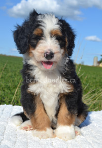 bernedoodles, bernedoodle puppies, bernedoodlees for sale, bernedoodles in canada, tri colour bernedoodles, tri colour, tri colour bernedoodles, tri colour bernedoodles, bernedoodles, bernedoodle breeders, bernedoodle breeders, bernedoodles, bernedoodles, bernedoodles. bernedoodle puppies for sale, berniedoodles, bernadoodles, bernesedoodles, bernedoodles, bernedoodles, bernedoodles, bernedoodle, bernedoodle, bernedoodle, bernedoodle, bernedoodle, bernedoodle puppies, bernedoodle breeders, bernedoodles, bernedoodle puppies, available bernedoodle puppies, available Bernedoodle puppies, tri colour bernedoodle,bernedoodle, bernedoodle, bernedoodle, bernedoodle, bernedoodles, bernedoodle puppies Ontario, bernedoodle, bernedooodle, bernedoodle, bernedoodle, bernedoodle, bernedoodle, bernedoodles, bernedoodle puppies, bernedoodle puppy, bernedoodle breeder in Canada, bernedoodle breeder in Ontario, bernedoodles, bernedoodles for sale,  bernedoodles, Willow Brooke Bernedoodles, bernadoodles, available puppies, available Bernedoodle puppies, bernedoodles British Columbia, bernedoodles Alberta, bernedoodles Ontario, bernedoodles Toronto, bernedoodles Quebec, bernedoodles Nova Scotia, bernedoodles Newfoundland, bernedoodles New Brunswick, Bernese mountain dog, labradoodles, goldendoodles, bernedoodles, swiss ridge, swiss ridge kennel, swiss ridge bernedoodles, bernadoodles, berniedoodles, bernedoodles for sale, bernedoodles, bernedoodle, bernedoodle, bernedoodle, bernedoodle, bernedoodle, bernedoodle, bernedoodles, bernedoodles, bernedoodles, bernedoodle, bernedoodle puppy, bernedoodles Toronto, bernedoodles, bernedoodles, bernedoodle, bernedoodles, bernedoodle, bernedoodle, bernedoodle, bernedoodle, bernedoodle, bernedoodle, bernedoodles, bernedoodle, bernedoodles, bernedoodles, bernedoodles, Willow Brooke Bernedoodles, available Bernedoodle puppies, Bernedoodles Canada, bernedoodle, burnadoodle, berniedoodle, bernadoodle, bernadoodle, bernedoodle, bernedoodles, Bernedoodles, Bernese Mountain Dog, Poodle, Standard Poodle, Moyan Poodle, Mini Bernedoodle, Medium Bernedoodle, Standard Bernedoodle, Bernedoodles, bernedoodle, Bernedoodle Canada, bernedoodles bernedoodles bernedoodles, bernedoodles, Willow Brooke Bernedoodles, available bernedoodles, available Bernedoodles, Bernedoodles, bernedoodles, bernedoodle, bernedoodle, bernedoodles, bernedoodle, bernedoodle, bernedoodles, bernedoodle puppy, bernedoodle, bernedoodle, bernedoodles, bernedoodles, bernedoodle, bernedoodle, bernedoodles, bernedoodle puppies, bernedoodle breeder, Ontario bernedoodle puppies, bernedoodles for sale, available bernedoodle puppies, bernedoodle litters, bernedoodles in New York, bernedoodle, bernedoodle puppy, bernedoodle puppies, bernedoodles Ontario, bernedoodle, bernadoodle, bernadoodle, bernedoodles, bernedoodle puppies for sale, puppies for sale, bernedoodle, berniedoodle, bernedoodles in ontario, bernedoodles in Canada