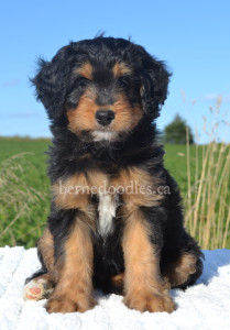 bernedoodles, bernedoodle puppies, bernedoodlees for sale, bernedoodles in canada, tri colour bernedoodles, tri colour, tri colour bernedoodles, tri colour bernedoodles, bernedoodles, bernedoodle breeders, bernedoodle breeders, bernedoodles, bernedoodles, bernedoodles. bernedoodle puppies for sale, berniedoodles, bernadoodles, bernesedoodles, bernedoodles, bernedoodles, bernedoodles, bernedoodle, bernedoodle, bernedoodle, bernedoodle, bernedoodle, bernedoodle puppies, bernedoodle breeders, bernedoodles, bernedoodle puppies, available bernedoodle puppies, available Bernedoodle puppies, tri colour bernedoodle,bernedoodle, bernedoodle, bernedoodle, bernedoodle, bernedoodles, bernedoodle puppies Ontario, bernedoodle, bernedooodle, bernedoodle, bernedoodle, bernedoodle, bernedoodle, bernedoodles, bernedoodle puppies, bernedoodle puppy, bernedoodle breeder in Canada, bernedoodle breeder in Ontario, bernedoodles, bernedoodles for sale,  bernedoodles, Willow Brooke Bernedoodles, bernadoodles, available puppies, available Bernedoodle puppies, bernedoodles British Columbia, bernedoodles Alberta, bernedoodles Ontario, bernedoodles Toronto, bernedoodles Quebec, bernedoodles Nova Scotia, bernedoodles Newfoundland, bernedoodles New Brunswick, Bernese mountain dog, labradoodles, goldendoodles, bernedoodles, swiss ridge, swiss ridge kennel, swiss ridge bernedoodles, bernadoodles, berniedoodles, bernedoodles for sale, bernedoodles, bernedoodle, bernedoodle, bernedoodle, bernedoodle, bernedoodle, bernedoodle, bernedoodles, bernedoodles, bernedoodles, bernedoodle, bernedoodle puppy, bernedoodles Toronto, bernedoodles, bernedoodles, bernedoodle, bernedoodles, bernedoodle, bernedoodle, bernedoodle, bernedoodle, bernedoodle, bernedoodle, bernedoodles, bernedoodle, bernedoodles, bernedoodles, bernedoodles, Willow Brooke Bernedoodles, available Bernedoodle puppies, Bernedoodles Canada, bernedoodle, burnadoodle, berniedoodle, bernadoodle, bernadoodle, bernedoodle, bernedoodles, Bernedoodles, Bernese Mountain Dog, Poodle, Standard Poodle, Moyan Poodle, Mini Bernedoodle, Medium Bernedoodle, Standard Bernedoodle, Bernedoodles, bernedoodle, Bernedoodle Canada, bernedoodles bernedoodles bernedoodles, bernedoodles, Willow Brooke Bernedoodles, available bernedoodles, available Bernedoodles, Bernedoodles, bernedoodles, bernedoodle, bernedoodle, bernedoodles, bernedoodle, bernedoodle, bernedoodles, bernedoodle puppy, bernedoodle, bernedoodle, bernedoodles, bernedoodles, bernedoodle, bernedoodle, bernedoodles, bernedoodle puppies, bernedoodle breeder, Ontario bernedoodle puppies, bernedoodles for sale, available bernedoodle puppies, bernedoodle litters, bernedoodles in New York, bernedoodle, bernedoodle puppy, bernedoodle puppies, bernedoodles Ontario, bernedoodle, bernadoodle, bernadoodle, bernedoodles, bernedoodle puppies for sale, puppies for sale, bernedoodle, berniedoodle, bernedoodles in ontario, bernedoodles in Canada