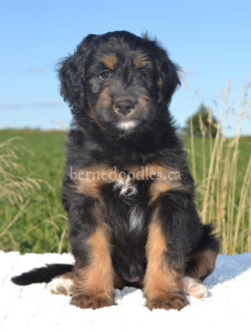 bernedoodles, bernedoodle puppies, bernedoodlees for sale, bernedoodles in canada, tri colour bernedoodles, tri colour, tri colour bernedoodles, tri colour bernedoodles, bernedoodles, bernedoodle breeders, bernedoodle breeders, bernedoodles, bernedoodles, bernedoodles. bernedoodle puppies for sale, berniedoodles, bernadoodles, bernesedoodles, bernedoodles, bernedoodles, bernedoodles, bernedoodle, bernedoodle, bernedoodle, bernedoodle, bernedoodle, bernedoodle puppies, bernedoodle breeders, bernedoodles, bernedoodle puppies, available bernedoodle puppies, available Bernedoodle puppies, tri colour bernedoodle,bernedoodle, bernedoodle, bernedoodle, bernedoodle, bernedoodles, bernedoodle puppies Ontario, bernedoodle, bernedooodle, bernedoodle, bernedoodle, bernedoodle, bernedoodle, bernedoodles, bernedoodle puppies, bernedoodle puppy, bernedoodle breeder in Canada, bernedoodle breeder in Ontario, bernedoodles, bernedoodles for sale,  bernedoodles, Willow Brooke Bernedoodles, bernadoodles, available puppies, available Bernedoodle puppies, bernedoodles British Columbia, bernedoodles Alberta, bernedoodles Ontario, bernedoodles Toronto, bernedoodles Quebec, bernedoodles Nova Scotia, bernedoodles Newfoundland, bernedoodles New Brunswick, Bernese mountain dog, labradoodles, goldendoodles, bernedoodles, swiss ridge, swiss ridge kennel, swiss ridge bernedoodles, bernadoodles, berniedoodles, bernedoodles for sale, bernedoodles, bernedoodle, bernedoodle, bernedoodle, bernedoodle, bernedoodle, bernedoodle, bernedoodles, bernedoodles, bernedoodles, bernedoodle, bernedoodle puppy, bernedoodles Toronto, bernedoodles, bernedoodles, bernedoodle, bernedoodles, bernedoodle, bernedoodle, bernedoodle, bernedoodle, bernedoodle, bernedoodle, bernedoodles, bernedoodle, bernedoodles, bernedoodles, bernedoodles, Willow Brooke Bernedoodles, available Bernedoodle puppies, Bernedoodles Canada, bernedoodle, burnadoodle, berniedoodle, bernadoodle, bernadoodle, bernedoodle, bernedoodles, Bernedoodles, Bernese Mountain Dog, Poodle, Standard Poodle, Moyan Poodle, Mini Bernedoodle, Medium Bernedoodle, Standard Bernedoodle, Bernedoodles, bernedoodle, Bernedoodle Canada, bernedoodles bernedoodles bernedoodles, bernedoodles, Willow Brooke Bernedoodles, available bernedoodles, available Bernedoodles, Bernedoodles, bernedoodles, bernedoodle, bernedoodle, bernedoodles, bernedoodle, bernedoodle, bernedoodles, bernedoodle puppy, bernedoodle, bernedoodle, bernedoodles, bernedoodles, bernedoodle, bernedoodle, bernedoodles, bernedoodle puppies, bernedoodle breeder, Ontario bernedoodle puppies, bernedoodles for sale, available bernedoodle puppies, bernedoodle litters, bernedoodles in New York, bernedoodle, bernedoodle puppy, bernedoodle puppies, bernedoodles Ontario, bernedoodle, bernadoodle, bernadoodle, bernedoodles, bernedoodle puppies for sale, puppies for sale, bernedoodle, berniedoodle, bernedoodles in ontario, bernedoodles in Canada