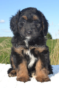 bernedoodles, bernedoodle puppies, bernedoodlees for sale, bernedoodles in canada, tri colour bernedoodles, tri colour, tri colour bernedoodles, tri colour bernedoodles, bernedoodles, bernedoodle breeders, bernedoodle breeders, bernedoodles, bernedoodles, bernedoodles. bernedoodle puppies for sale, berniedoodles, bernadoodles, bernesedoodles, bernedoodles, bernedoodles, bernedoodles, bernedoodle, bernedoodle, bernedoodle, bernedoodle, bernedoodle, bernedoodle puppies, bernedoodle breeders, bernedoodles, bernedoodle puppies, available bernedoodle puppies, available Bernedoodle puppies, tri colour bernedoodle,bernedoodle, bernedoodle, bernedoodle, bernedoodle, bernedoodles, bernedoodle puppies Ontario, bernedoodle, bernedooodle, bernedoodle, bernedoodle, bernedoodle, bernedoodle, bernedoodles, bernedoodle puppies, bernedoodle puppy, bernedoodle breeder in Canada, bernedoodle breeder in Ontario, bernedoodles, bernedoodles for sale,  bernedoodles, Willow Brooke Bernedoodles, bernadoodles, available puppies, available Bernedoodle puppies, bernedoodles British Columbia, bernedoodles Alberta, bernedoodles Ontario, bernedoodles Toronto, bernedoodles Quebec, bernedoodles Nova Scotia, bernedoodles Newfoundland, bernedoodles New Brunswick, Bernese mountain dog, labradoodles, goldendoodles, bernedoodles, swiss ridge, swiss ridge kennel, swiss ridge bernedoodles, bernadoodles, berniedoodles, bernedoodles for sale, bernedoodles, bernedoodle, bernedoodle, bernedoodle, bernedoodle, bernedoodle, bernedoodle, bernedoodles, bernedoodles, bernedoodles, bernedoodle, bernedoodle puppy, bernedoodles Toronto, bernedoodles, bernedoodles, bernedoodle, bernedoodles, bernedoodle, bernedoodle, bernedoodle, bernedoodle, bernedoodle, bernedoodle, bernedoodles, bernedoodle, bernedoodles, bernedoodles, bernedoodles, Willow Brooke Bernedoodles, available Bernedoodle puppies, Bernedoodles Canada, bernedoodle, burnadoodle, berniedoodle, bernadoodle, bernadoodle, bernedoodle, bernedoodles, Bernedoodles, Bernese Mountain Dog, Poodle, Standard Poodle, Moyan Poodle, Mini Bernedoodle, Medium Bernedoodle, Standard Bernedoodle, Bernedoodles, bernedoodle, Bernedoodle Canada, bernedoodles bernedoodles bernedoodles, bernedoodles, Willow Brooke Bernedoodles, available bernedoodles, available Bernedoodles, Bernedoodles, bernedoodles, bernedoodle, bernedoodle, bernedoodles, bernedoodle, bernedoodle, bernedoodles, bernedoodle puppy, bernedoodle, bernedoodle, bernedoodles, bernedoodles, bernedoodle, bernedoodle, bernedoodles, bernedoodle puppies, bernedoodle breeder, Ontario bernedoodle puppies, bernedoodles for sale, available bernedoodle puppies, bernedoodle litters, bernedoodles in New York, bernedoodle, bernedoodle puppy, bernedoodle puppies, bernedoodles Ontario, bernedoodle, bernadoodle, bernadoodle, bernedoodles, bernedoodle puppies for sale, puppies for sale, bernedoodle, berniedoodle, bernedoodles in ontario, bernedoodles in Canada