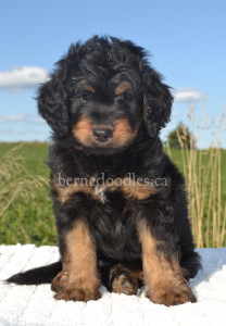 bernedoodles, bernedoodle puppies, bernedoodlees for sale, bernedoodles in canada, tri colour bernedoodles, tri colour, tri colour bernedoodles, tri colour bernedoodles, bernedoodles, bernedoodle breeders, bernedoodle breeders, bernedoodles, bernedoodles, bernedoodles. bernedoodle puppies for sale, berniedoodles, bernadoodles, bernesedoodles, bernedoodles, bernedoodles, bernedoodles, bernedoodle, bernedoodle, bernedoodle, bernedoodle, bernedoodle, bernedoodle puppies, bernedoodle breeders, bernedoodles, bernedoodle puppies, available bernedoodle puppies, available Bernedoodle puppies, tri colour bernedoodle,bernedoodle, bernedoodle, bernedoodle, bernedoodle, bernedoodles, bernedoodle puppies Ontario, bernedoodle, bernedooodle, bernedoodle, bernedoodle, bernedoodle, bernedoodle, bernedoodles, bernedoodle puppies, bernedoodle puppy, bernedoodle breeder in Canada, bernedoodle breeder in Ontario, bernedoodles, bernedoodles for sale,  bernedoodles, Willow Brooke Bernedoodles, bernadoodles, available puppies, available Bernedoodle puppies, bernedoodles British Columbia, bernedoodles Alberta, bernedoodles Ontario, bernedoodles Toronto, bernedoodles Quebec, bernedoodles Nova Scotia, bernedoodles Newfoundland, bernedoodles New Brunswick, Bernese mountain dog, labradoodles, goldendoodles, bernedoodles, swiss ridge, swiss ridge kennel, swiss ridge bernedoodles, bernadoodles, berniedoodles, bernedoodles for sale, bernedoodles, bernedoodle, bernedoodle, bernedoodle, bernedoodle, bernedoodle, bernedoodle, bernedoodles, bernedoodles, bernedoodles, bernedoodle, bernedoodle puppy, bernedoodles Toronto, bernedoodles, bernedoodles, bernedoodle, bernedoodles, bernedoodle, bernedoodle, bernedoodle, bernedoodle, bernedoodle, bernedoodle, bernedoodles, bernedoodle, bernedoodles, bernedoodles, bernedoodles, Willow Brooke Bernedoodles, available Bernedoodle puppies, Bernedoodles Canada, bernedoodle, burnadoodle, berniedoodle, bernadoodle, bernadoodle, bernedoodle, bernedoodles, Bernedoodles, Bernese Mountain Dog, Poodle, Standard Poodle, Moyan Poodle, Mini Bernedoodle, Medium Bernedoodle, Standard Bernedoodle, Bernedoodles, bernedoodle, Bernedoodle Canada, bernedoodles bernedoodles bernedoodles, bernedoodles, Willow Brooke Bernedoodles, available bernedoodles, available Bernedoodles, Bernedoodles, bernedoodles, bernedoodle, bernedoodle, bernedoodles, bernedoodle, bernedoodle, bernedoodles, bernedoodle puppy, bernedoodle, bernedoodle, bernedoodles, bernedoodles, bernedoodle, bernedoodle, bernedoodles, bernedoodle puppies, bernedoodle breeder, Ontario bernedoodle puppies, bernedoodles for sale, available bernedoodle puppies, bernedoodle litters, bernedoodles in New York, bernedoodle, bernedoodle puppy, bernedoodle puppies, bernedoodles Ontario, bernedoodle, bernadoodle, bernadoodle, bernedoodles, bernedoodle puppies for sale, puppies for sale, bernedoodle, berniedoodle, bernedoodles in ontario, bernedoodles in Canada