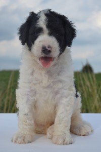 bernedoodles, bernedoodle puppies, bernedoodlees for sale, bernedoodles in canada, tri colour bernedoodles, tri colour, tri colour bernedoodles, tri colour bernedoodles, bernedoodles, bernedoodle breeders, bernedoodle breeders, bernedoodles, bernedoodles, bernedoodles. bernedoodle puppies for sale, berniedoodles, bernadoodles, bernesedoodles, bernedoodles, bernedoodles, bernedoodles, bernedoodle, bernedoodle, bernedoodle, bernedoodle, bernedoodle, bernedoodle puppies, bernedoodle breeders, bernedoodles, bernedoodle puppies, available bernedoodle puppies, available Bernedoodle puppies, tri colour bernedoodle,bernedoodle, bernedoodle, bernedoodle, bernedoodle, bernedoodles, bernedoodle puppies Ontario, bernedoodle, bernedooodle, bernedoodle, bernedoodle, bernedoodle, bernedoodle, bernedoodles, bernedoodle puppies, bernedoodle puppy, bernedoodle breeder in Canada, bernedoodle breeder in Ontario, bernedoodles, bernedoodles for sale, bernedoodles, Willow Brooke Bernedoodles, bernadoodles, available puppies, available Bernedoodle puppies, bernedoodles British Columbia, bernedoodles Alberta, bernedoodles Ontario, bernedoodles Toronto, bernedoodles Quebec, bernedoodles Nova Scotia, bernedoodles Newfoundland, bernedoodles New Brunswick, Bernese mountain dog, labradoodles, goldendoodles, bernedoodles, swiss ridge, swiss ridge kennel, swiss ridge bernedoodles, bernadoodles, berniedoodles, bernedoodles for sale, bernedoodles, bernedoodle, bernedoodle, bernedoodle, bernedoodle, bernedoodle, bernedoodle, bernedoodles, bernedoodles, bernedoodles, bernedoodle, bernedoodle puppy, bernedoodles Toronto, bernedoodles, bernedoodles, bernedoodle, bernedoodles, bernedoodle, bernedoodle, bernedoodle, bernedoodle, bernedoodle, bernedoodle, bernedoodles, bernedoodle, bernedoodles, bernedoodles, bernedoodles, Willow Brooke Bernedoodles, available Bernedoodle puppies, Bernedoodles Canada, bernedoodle, burnadoodle, berniedoodle, bernadoodle, bernadoodle, bernedoodle, bernedoodles, Bernedoodles, Bernese Mountain Dog, Poodle, Standard Poodle, Moyan Poodle, Mini Bernedoodle, Medium Bernedoodle, Standard Bernedoodle, Bernedoodles, bernedoodle, Bernedoodle Canada, bernedoodles bernedoodles bernedoodles, bernedoodles, Willow Brooke Bernedoodles, available bernedoodles, available Bernedoodles, Bernedoodles, bernedoodles, bernedoodle, bernedoodle, bernedoodles, bernedoodle, bernedoodle, bernedoodles, bernedoodle puppy, bernedoodle, bernedoodle, bernedoodles, bernedoodles, bernedoodle, bernedoodle, bernedoodles, bernedoodle puppies, bernedoodle breeder, Ontario bernedoodle puppies, bernedoodles for sale, available bernedoodle puppies, bernedoodle litters, bernedoodles in New York, bernedoodle, bernedoodle puppy, bernedoodle puppies, bernedoodles Ontario, bernedoodle, bernadoodle, bernadoodle, bernedoodles, bernedoodle puppies for sale, puppies for sale, bernedoodle, berniedoodle, bernedoodles in ontario, bernedoodles in Canada