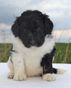 bernedoodles, bernedoodle puppies, bernedoodlees for sale, bernedoodles in canada, tri colour bernedoodles, tri colour, tri colour bernedoodles, tri colour bernedoodles, bernedoodles, bernedoodle breeders, bernedoodle breeders, bernedoodles, bernedoodles, bernedoodles. bernedoodle puppies for sale, berniedoodles, bernadoodles, bernesedoodles, bernedoodles, bernedoodles, bernedoodles, bernedoodle, bernedoodle, bernedoodle, bernedoodle, bernedoodle, bernedoodle puppies, bernedoodle breeders, bernedoodles, bernedoodle puppies, available bernedoodle puppies, available Bernedoodle puppies, tri colour bernedoodle,bernedoodle, bernedoodle, bernedoodle, bernedoodle, bernedoodles, bernedoodle puppies Ontario, bernedoodle, bernedooodle, bernedoodle, bernedoodle, bernedoodle, bernedoodle, bernedoodles, bernedoodle puppies, bernedoodle puppy, bernedoodle breeder in Canada, bernedoodle breeder in Ontario, bernedoodles, bernedoodles for sale, bernedoodles, Willow Brooke Bernedoodles, bernadoodles, available puppies, available Bernedoodle puppies, bernedoodles British Columbia, bernedoodles Alberta, bernedoodles Ontario, bernedoodles Toronto, bernedoodles Quebec, bernedoodles Nova Scotia, bernedoodles Newfoundland, bernedoodles New Brunswick, Bernese mountain dog, labradoodles, goldendoodles, bernedoodles, swiss ridge, swiss ridge kennel, swiss ridge bernedoodles, bernadoodles, berniedoodles, bernedoodles for sale, bernedoodles, bernedoodle, bernedoodle, bernedoodle, bernedoodle, bernedoodle, bernedoodle, bernedoodles, bernedoodles, bernedoodles, bernedoodle, bernedoodle puppy, bernedoodles Toronto, bernedoodles, bernedoodles, bernedoodle, bernedoodles, bernedoodle, bernedoodle, bernedoodle, bernedoodle, bernedoodle, bernedoodle, bernedoodles, bernedoodle, bernedoodles, bernedoodles, bernedoodles, Willow Brooke Bernedoodles, available Bernedoodle puppies, Bernedoodles Canada, bernedoodle, burnadoodle, berniedoodle, bernadoodle, bernadoodle, bernedoodle, bernedoodles, Bernedoodles, Bernese Mountain Dog, Poodle, Standard Poodle, Moyan Poodle, Mini Bernedoodle, Medium Bernedoodle, Standard Bernedoodle, Bernedoodles, bernedoodle, Bernedoodle Canada, bernedoodles bernedoodles bernedoodles, bernedoodles, Willow Brooke Bernedoodles, available bernedoodles, available Bernedoodles, Bernedoodles, bernedoodles, bernedoodle, bernedoodle, bernedoodles, bernedoodle, bernedoodle, bernedoodles, bernedoodle puppy, bernedoodle, bernedoodle, bernedoodles, bernedoodles, bernedoodle, bernedoodle, bernedoodles, bernedoodle puppies, bernedoodle breeder, Ontario bernedoodle puppies, bernedoodles for sale, available bernedoodle puppies, bernedoodle litters, bernedoodles in New York, bernedoodle, bernedoodle puppy, bernedoodle puppies, bernedoodles Ontario, bernedoodle, bernadoodle, bernadoodle, bernedoodles, bernedoodle puppies for sale, puppies for sale, bernedoodle, berniedoodle, bernedoodles in ontario, bernedoodles in Canada