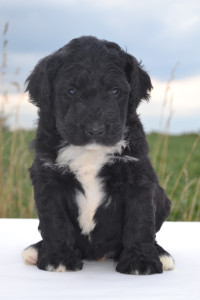 bernedoodles, bernedoodle puppies, bernedoodlees for sale, bernedoodles in canada, tri colour bernedoodles, tri colour, tri colour bernedoodles, tri colour bernedoodles, bernedoodles, bernedoodle breeders, bernedoodle breeders, bernedoodles, bernedoodles, bernedoodles. bernedoodle puppies for sale, berniedoodles, bernadoodles, bernesedoodles, bernedoodles, bernedoodles, bernedoodles, bernedoodle, bernedoodle, bernedoodle, bernedoodle, bernedoodle, bernedoodle puppies, bernedoodle breeders, bernedoodles, bernedoodle puppies, available bernedoodle puppies, available Bernedoodle puppies, tri colour bernedoodle,bernedoodle, bernedoodle, bernedoodle, bernedoodle, bernedoodles, bernedoodle puppies Ontario, bernedoodle, bernedooodle, bernedoodle, bernedoodle, bernedoodle, bernedoodle, bernedoodles, bernedoodle puppies, bernedoodle puppy, bernedoodle breeder in Canada, bernedoodle breeder in Ontario, bernedoodles, bernedoodles for sale, bernedoodles, Willow Brooke Bernedoodles, bernadoodles, available puppies, available Bernedoodle puppies, bernedoodles British Columbia, bernedoodles Alberta, bernedoodles Ontario, bernedoodles Toronto, bernedoodles Quebec, bernedoodles Nova Scotia, bernedoodles Newfoundland, bernedoodles New Brunswick, Bernese mountain dog, labradoodles, goldendoodles, bernedoodles, swiss ridge, swiss ridge kennel, swiss ridge bernedoodles, bernadoodles, berniedoodles, bernedoodles for sale, bernedoodles, bernedoodle, bernedoodle, bernedoodle, bernedoodle, bernedoodle, bernedoodle, bernedoodles, bernedoodles, bernedoodles, bernedoodle, bernedoodle puppy, bernedoodles Toronto, bernedoodles, bernedoodles, bernedoodle, bernedoodles, bernedoodle, bernedoodle, bernedoodle, bernedoodle, bernedoodle, bernedoodle, bernedoodles, bernedoodle, bernedoodles, bernedoodles, bernedoodles, Willow Brooke Bernedoodles, available Bernedoodle puppies, Bernedoodles Canada, bernedoodle, burnadoodle, berniedoodle, bernadoodle, bernadoodle, bernedoodle, bernedoodles, Bernedoodles, Bernese Mountain Dog, Poodle, Standard Poodle, Moyan Poodle, Mini Bernedoodle, Medium Bernedoodle, Standard Bernedoodle, Bernedoodles, bernedoodle, Bernedoodle Canada, bernedoodles bernedoodles bernedoodles, bernedoodles, Willow Brooke Bernedoodles, available bernedoodles, available Bernedoodles, Bernedoodles, bernedoodles, bernedoodle, bernedoodle, bernedoodles, bernedoodle, bernedoodle, bernedoodles, bernedoodle puppy, bernedoodle, bernedoodle, bernedoodles, bernedoodles, bernedoodle, bernedoodle, bernedoodles, bernedoodle puppies, bernedoodle breeder, Ontario bernedoodle puppies, bernedoodles for sale, available bernedoodle puppies, bernedoodle litters, bernedoodles in New York, bernedoodle, bernedoodle puppy, bernedoodle puppies, bernedoodles Ontario, bernedoodle, bernadoodle, bernadoodle, bernedoodles, bernedoodle puppies for sale, puppies for sale, bernedoodle, berniedoodle, bernedoodles in ontario, bernedoodles in Canada