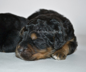 bernedoodles, bernedoodle puppies, bernedoodlees for sale, bernedoodles in canada, tri colour bernedoodles, tri colour, tri colour bernedoodles, tri colour bernedoodles, bernedoodles, bernedoodle breeders, bernedoodle breeders, bernedoodles, bernedoodles, bernedoodles. bernedoodle puppies for sale, berniedoodles, bernadoodles, bernesedoodles, bernedoodles, bernedoodles, bernedoodles, bernedoodle, bernedoodle, bernedoodle, bernedoodle, bernedoodle, bernedoodle puppies, bernedoodle breeders, bernedoodles, bernedoodle puppies, available bernedoodle puppies, available Bernedoodle puppies, tri colour bernedoodle,bernedoodle, bernedoodle, bernedoodle, bernedoodle, bernedoodles, bernedoodle puppies Ontario, bernedoodle, bernedooodle, bernedoodle, bernedoodle, bernedoodle, bernedoodle, bernedoodles, bernedoodle puppies, bernedoodle puppy, bernedoodle breeder in Canada, bernedoodle breeder in Ontario, bernedoodles, bernedoodles for sale, bernedoodles, Willow Brooke Bernedoodles, bernadoodles, available puppies, available Bernedoodle puppies, bernedoodles British Columbia, bernedoodles Alberta, bernedoodles Ontario, bernedoodles Toronto, bernedoodles Quebec, bernedoodles Nova Scotia, bernedoodles Newfoundland, bernedoodles New Brunswick, Bernese mountain dog, labradoodles, goldendoodles, bernedoodles, swiss ridge, swiss ridge kennel, swiss ridge bernedoodles, bernadoodles, berniedoodles, bernedoodles for sale, bernedoodles, bernedoodle, bernedoodle, bernedoodle, bernedoodle, bernedoodle, bernedoodle, bernedoodles, bernedoodles, bernedoodles, bernedoodle, bernedoodle puppy, bernedoodles Toronto, bernedoodles, bernedoodles, bernedoodle, bernedoodles, bernedoodle, bernedoodle, bernedoodle, bernedoodle, bernedoodle, bernedoodle, bernedoodles, bernedoodle, bernedoodles, bernedoodles, bernedoodles, Willow Brooke Bernedoodles, available Bernedoodle puppies, Bernedoodles Canada, bernedoodle, burnadoodle, berniedoodle, bernadoodle, bernadoodle, bernedoodle, bernedoodles, Bernedoodles, Bernese Mountain Dog, Poodle, Standard Poodle, Moyan Poodle, Mini Bernedoodle, Medium Bernedoodle, Standard Bernedoodle, Bernedoodles, bernedoodle, Bernedoodle Canada, bernedoodles bernedoodles bernedoodles, bernedoodles, Willow Brooke Bernedoodles, available bernedoodles, available Bernedoodles, Bernedoodles, bernedoodles, bernedoodle, bernedoodle, bernedoodles, bernedoodle, bernedoodle, bernedoodles, bernedoodle puppy, bernedoodle, bernedoodle, bernedoodles, bernedoodles, bernedoodle, bernedoodle, bernedoodles, bernedoodle puppies, bernedoodle breeder, Ontario bernedoodle puppies, bernedoodles for sale, available bernedoodle puppies, bernedoodle litters, bernedoodles in New York, bernedoodle, bernedoodle puppy, bernedoodle puppies, bernedoodles Ontario, bernedoodle, bernadoodle, bernadoodle, bernedoodles, bernedoodle puppies for sale, puppies for sale, bernedoodle, berniedoodle, bernedoodles in ontario, bernedoodles in Canada