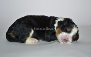 bernedoodles, bernedoodle puppies, bernedoodlees for sale, bernedoodles in canada, tri colour bernedoodles, tri colour, tri colour bernedoodles, tri colour bernedoodles, bernedoodles, bernedoodle breeders, bernedoodle breeders, bernedoodles, bernedoodles, bernedoodles. bernedoodle puppies for sale, berniedoodles, bernadoodles, bernesedoodles, bernedoodles, bernedoodles, bernedoodles, bernedoodle, bernedoodle, bernedoodle, bernedoodle, bernedoodle, bernedoodle puppies, bernedoodle breeders, bernedoodles, bernedoodle puppies, available bernedoodle puppies, available Bernedoodle puppies, tri colour bernedoodle,bernedoodle, bernedoodle, bernedoodle, bernedoodle, bernedoodles, bernedoodle puppies Ontario, bernedoodle, bernedooodle, bernedoodle, bernedoodle, bernedoodle, bernedoodle, bernedoodles, bernedoodle puppies, bernedoodle puppy, bernedoodle breeder in Canada, bernedoodle breeder in Ontario, bernedoodles, bernedoodles for sale, bernedoodles, Willow Brooke Bernedoodles, bernadoodles, available puppies, available Bernedoodle puppies, bernedoodles British Columbia, bernedoodles Alberta, bernedoodles Ontario, bernedoodles Toronto, bernedoodles Quebec, bernedoodles Nova Scotia, bernedoodles Newfoundland, bernedoodles New Brunswick, Bernese mountain dog, labradoodles, goldendoodles, bernedoodles, swiss ridge, swiss ridge kennel, swiss ridge bernedoodles, bernadoodles, berniedoodles, bernedoodles for sale, bernedoodles, bernedoodle, bernedoodle, bernedoodle, bernedoodle, bernedoodle, bernedoodle, bernedoodles, bernedoodles, bernedoodles, bernedoodle, bernedoodle puppy, bernedoodles Toronto, bernedoodles, bernedoodles, bernedoodle, bernedoodles, bernedoodle, bernedoodle, bernedoodle, bernedoodle, bernedoodle, bernedoodle, bernedoodles, bernedoodle, bernedoodles, bernedoodles, bernedoodles, Willow Brooke Bernedoodles, available Bernedoodle puppies, Bernedoodles Canada, bernedoodle, burnadoodle, berniedoodle, bernadoodle, bernadoodle, bernedoodle, bernedoodles, Bernedoodles, Bernese Mountain Dog, Poodle, Standard Poodle, Moyan Poodle, Mini Bernedoodle, Medium Bernedoodle, Standard Bernedoodle, Bernedoodles, bernedoodle, Bernedoodle Canada, bernedoodles bernedoodles bernedoodles, bernedoodles, Willow Brooke Bernedoodles, available bernedoodles, available Bernedoodles, Bernedoodles, bernedoodles, bernedoodle, bernedoodle, bernedoodles, bernedoodle, bernedoodle, bernedoodles, bernedoodle puppy, bernedoodle, bernedoodle, bernedoodles, bernedoodles, bernedoodle, bernedoodle, bernedoodles, bernedoodle puppies, bernedoodle breeder, Ontario bernedoodle puppies, bernedoodles for sale, available bernedoodle puppies, bernedoodle litters, bernedoodles in New York, bernedoodle, bernedoodle puppy, bernedoodle puppies, bernedoodles Ontario, bernedoodle, bernadoodle, bernadoodle, bernedoodles, bernedoodle puppies for sale, puppies for sale, bernedoodle, berniedoodle, bernedoodles in ontario, bernedoodles in Canada