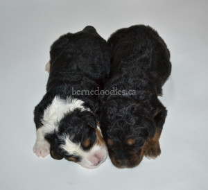 bernedoodles, bernedoodle puppies, bernedoodlees for sale, bernedoodles in canada, tri colour bernedoodles, tri colour, tri colour bernedoodles, tri colour bernedoodles, bernedoodles, bernedoodle breeders, bernedoodle breeders, bernedoodles, bernedoodles, bernedoodles. bernedoodle puppies for sale, berniedoodles, bernadoodles, bernesedoodles, bernedoodles, bernedoodles, bernedoodles, bernedoodle, bernedoodle, bernedoodle, bernedoodle, bernedoodle, bernedoodle puppies, bernedoodle breeders, bernedoodles, bernedoodle puppies, available bernedoodle puppies, available Bernedoodle puppies, tri colour bernedoodle,bernedoodle, bernedoodle, bernedoodle, bernedoodle, bernedoodles, bernedoodle puppies Ontario, bernedoodle, bernedooodle, bernedoodle, bernedoodle, bernedoodle, bernedoodle, bernedoodles, bernedoodle puppies, bernedoodle puppy, bernedoodle breeder in Canada, bernedoodle breeder in Ontario, bernedoodles, bernedoodles for sale, bernedoodles, Willow Brooke Bernedoodles, bernadoodles, available puppies, available Bernedoodle puppies, bernedoodles British Columbia, bernedoodles Alberta, bernedoodles Ontario, bernedoodles Toronto, bernedoodles Quebec, bernedoodles Nova Scotia, bernedoodles Newfoundland, bernedoodles New Brunswick, Bernese mountain dog, labradoodles, goldendoodles, bernedoodles, swiss ridge, swiss ridge kennel, swiss ridge bernedoodles, bernadoodles, berniedoodles, bernedoodles for sale, bernedoodles, bernedoodle, bernedoodle, bernedoodle, bernedoodle, bernedoodle, bernedoodle, bernedoodles, bernedoodles, bernedoodles, bernedoodle, bernedoodle puppy, bernedoodles Toronto, bernedoodles, bernedoodles, bernedoodle, bernedoodles, bernedoodle, bernedoodle, bernedoodle, bernedoodle, bernedoodle, bernedoodle, bernedoodles, bernedoodle, bernedoodles, bernedoodles, bernedoodles, Willow Brooke Bernedoodles, available Bernedoodle puppies, Bernedoodles Canada, bernedoodle, burnadoodle, berniedoodle, bernadoodle, bernadoodle, bernedoodle, bernedoodles, Bernedoodles, Bernese Mountain Dog, Poodle, Standard Poodle, Moyan Poodle, Mini Bernedoodle, Medium Bernedoodle, Standard Bernedoodle, Bernedoodles, bernedoodle, Bernedoodle Canada, bernedoodles bernedoodles bernedoodles, bernedoodles, Willow Brooke Bernedoodles, available bernedoodles, available Bernedoodles, Bernedoodles, bernedoodles, bernedoodle, bernedoodle, bernedoodles, bernedoodle, bernedoodle, bernedoodles, bernedoodle puppy, bernedoodle, bernedoodle, bernedoodles, bernedoodles, bernedoodle, bernedoodle, bernedoodles, bernedoodle puppies, bernedoodle breeder, Ontario bernedoodle puppies, bernedoodles for sale, available bernedoodle puppies, bernedoodle litters, bernedoodles in New York, bernedoodle, bernedoodle puppy, bernedoodle puppies, bernedoodles Ontario, bernedoodle, bernadoodle, bernadoodle, bernedoodles, bernedoodle puppies for sale, puppies for sale, bernedoodle, berniedoodle, bernedoodles in ontario, bernedoodles in Canada