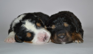 bernedoodles, bernedoodle puppies, bernedoodlees for sale, bernedoodles in canada, tri colour bernedoodles, tri colour, tri colour bernedoodles, tri colour bernedoodles, bernedoodles, bernedoodle breeders, bernedoodle breeders, bernedoodles, bernedoodles, bernedoodles. bernedoodle puppies for sale, berniedoodles, bernadoodles, bernesedoodles, bernedoodles, bernedoodles, bernedoodles, bernedoodle, bernedoodle, bernedoodle, bernedoodle, bernedoodle, bernedoodle puppies, bernedoodle breeders, bernedoodles, bernedoodle puppies, available bernedoodle puppies, available Bernedoodle puppies, tri colour bernedoodle,bernedoodle, bernedoodle, bernedoodle, bernedoodle, bernedoodles, bernedoodle puppies Ontario, bernedoodle, bernedooodle, bernedoodle, bernedoodle, bernedoodle, bernedoodle, bernedoodles, bernedoodle puppies, bernedoodle puppy, bernedoodle breeder in Canada, bernedoodle breeder in Ontario, bernedoodles, bernedoodles for sale, bernedoodles, Willow Brooke Bernedoodles, bernadoodles, available puppies, available Bernedoodle puppies, bernedoodles British Columbia, bernedoodles Alberta, bernedoodles Ontario, bernedoodles Toronto, bernedoodles Quebec, bernedoodles Nova Scotia, bernedoodles Newfoundland, bernedoodles New Brunswick, Bernese mountain dog, labradoodles, goldendoodles, bernedoodles, swiss ridge, swiss ridge kennel, swiss ridge bernedoodles, bernadoodles, berniedoodles, bernedoodles for sale, bernedoodles, bernedoodle, bernedoodle, bernedoodle, bernedoodle, bernedoodle, bernedoodle, bernedoodles, bernedoodles, bernedoodles, bernedoodle, bernedoodle puppy, bernedoodles Toronto, bernedoodles, bernedoodles, bernedoodle, bernedoodles, bernedoodle, bernedoodle, bernedoodle, bernedoodle, bernedoodle, bernedoodle, bernedoodles, bernedoodle, bernedoodles, bernedoodles, bernedoodles, Willow Brooke Bernedoodles, available Bernedoodle puppies, Bernedoodles Canada, bernedoodle, burnadoodle, berniedoodle, bernadoodle, bernadoodle, bernedoodle, bernedoodles, Bernedoodles, Bernese Mountain Dog, Poodle, Standard Poodle, Moyan Poodle, Mini Bernedoodle, Medium Bernedoodle, Standard Bernedoodle, Bernedoodles, bernedoodle, Bernedoodle Canada, bernedoodles bernedoodles bernedoodles, bernedoodles, Willow Brooke Bernedoodles, available bernedoodles, available Bernedoodles, Bernedoodles, bernedoodles, bernedoodle, bernedoodle, bernedoodles, bernedoodle, bernedoodle, bernedoodles, bernedoodle puppy, bernedoodle, bernedoodle, bernedoodles, bernedoodles, bernedoodle, bernedoodle, bernedoodles, bernedoodle puppies, bernedoodle breeder, Ontario bernedoodle puppies, bernedoodles for sale, available bernedoodle puppies, bernedoodle litters, bernedoodles in New York, bernedoodle, bernedoodle puppy, bernedoodle puppies, bernedoodles Ontario, bernedoodle, bernadoodle, bernadoodle, bernedoodles, bernedoodle puppies for sale, puppies for sale, bernedoodle, berniedoodle, bernedoodles in ontario, bernedoodles in Canada