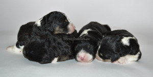 bernedoodles, bernedoodle puppies, bernedoodlees for sale, bernedoodles in canada, tri colour bernedoodles, tri colour, tri colour bernedoodles, tri colour bernedoodles, bernedoodles, bernedoodle breeders, bernedoodle breeders, bernedoodles, bernedoodles, bernedoodles. bernedoodle puppies for sale, berniedoodles, bernadoodles, bernesedoodles, bernedoodles, bernedoodles, bernedoodles, bernedoodle, bernedoodle, bernedoodle, bernedoodle, bernedoodle, bernedoodle puppies, bernedoodle breeders, bernedoodles, bernedoodle puppies, available bernedoodle puppies, available Bernedoodle puppies, tri colour bernedoodle,bernedoodle, bernedoodle, bernedoodle, bernedoodle, bernedoodles, bernedoodle puppies Ontario, bernedoodle, bernedooodle, bernedoodle, bernedoodle, bernedoodle, bernedoodle, bernedoodles, bernedoodle puppies, bernedoodle puppy, bernedoodle breeder in Canada, bernedoodle breeder in Ontario, bernedoodles, bernedoodles for sale, bernedoodles, Willow Brooke Bernedoodles, bernadoodles, available puppies, available Bernedoodle puppies, bernedoodles British Columbia, bernedoodles Alberta, bernedoodles Ontario, bernedoodles Toronto, bernedoodles Quebec, bernedoodles Nova Scotia, bernedoodles Newfoundland, bernedoodles New Brunswick, Bernese mountain dog, labradoodles, goldendoodles, bernedoodles, swiss ridge, swiss ridge kennel, swiss ridge bernedoodles, bernadoodles, berniedoodles, bernedoodles for sale, bernedoodles, bernedoodle, bernedoodle, bernedoodle, bernedoodle, bernedoodle, bernedoodle, bernedoodles, bernedoodles, bernedoodles, bernedoodle, bernedoodle puppy, bernedoodles Toronto, bernedoodles, bernedoodles, bernedoodle, bernedoodles, bernedoodle, bernedoodle, bernedoodle, bernedoodle, bernedoodle, bernedoodle, bernedoodles, bernedoodle, bernedoodles, bernedoodles, bernedoodles, Willow Brooke Bernedoodles, available Bernedoodle puppies, Bernedoodles Canada, bernedoodle, burnadoodle, berniedoodle, bernadoodle, bernadoodle, bernedoodle, bernedoodles, Bernedoodles, Bernese Mountain Dog, Poodle, Standard Poodle, Moyan Poodle, Mini Bernedoodle, Medium Bernedoodle, Standard Bernedoodle, Bernedoodles, bernedoodle, Bernedoodle Canada, bernedoodles bernedoodles bernedoodles, bernedoodles, Willow Brooke Bernedoodles, available bernedoodles, available Bernedoodles, Bernedoodles, bernedoodles, bernedoodle, bernedoodle, bernedoodles, bernedoodle, bernedoodle, bernedoodles, bernedoodle puppy, bernedoodle, bernedoodle, bernedoodles, bernedoodles, bernedoodle, bernedoodle, bernedoodles, bernedoodle puppies, bernedoodle breeder, Ontario bernedoodle puppies, bernedoodles for sale, available bernedoodle puppies, bernedoodle litters, bernedoodles in New York, bernedoodle, bernedoodle puppy, bernedoodle puppies, bernedoodles Ontario, bernedoodle, bernadoodle, bernadoodle, bernedoodles, bernedoodle puppies for sale, puppies for sale, bernedoodle, berniedoodle, bernedoodles in ontario, bernedoodles in Canada