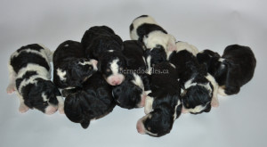 bernedoodles, bernedoodle puppies, bernedoodlees for sale, bernedoodles in canada, tri colour bernedoodles, tri colour, tri colour bernedoodles, tri colour bernedoodles, bernedoodles, bernedoodle breeders, bernedoodle breeders, bernedoodles, bernedoodles, bernedoodles. bernedoodle puppies for sale, berniedoodles, bernadoodles, bernesedoodles, bernedoodles, bernedoodles, bernedoodles, bernedoodle, bernedoodle, bernedoodle, bernedoodle, bernedoodle, bernedoodle puppies, bernedoodle breeders, bernedoodles, bernedoodle puppies, available bernedoodle puppies, available Bernedoodle puppies, tri colour bernedoodle,bernedoodle, bernedoodle, bernedoodle, bernedoodle, bernedoodles, bernedoodle puppies Ontario, bernedoodle, bernedooodle, bernedoodle, bernedoodle, bernedoodle, bernedoodle, bernedoodles, bernedoodle puppies, bernedoodle puppy, bernedoodle breeder in Canada, bernedoodle breeder in Ontario, bernedoodles, bernedoodles for sale, bernedoodles, Willow Brooke Bernedoodles, bernadoodles, available puppies, available Bernedoodle puppies, bernedoodles British Columbia, bernedoodles Alberta, bernedoodles Ontario, bernedoodles Toronto, bernedoodles Quebec, bernedoodles Nova Scotia, bernedoodles Newfoundland, bernedoodles New Brunswick, Bernese mountain dog, labradoodles, goldendoodles, bernedoodles, swiss ridge, swiss ridge kennel, swiss ridge bernedoodles, bernadoodles, berniedoodles, bernedoodles for sale, bernedoodles, bernedoodle, bernedoodle, bernedoodle, bernedoodle, bernedoodle, bernedoodle, bernedoodles, bernedoodles, bernedoodles, bernedoodle, bernedoodle puppy, bernedoodles Toronto, bernedoodles, bernedoodles, bernedoodle, bernedoodles, bernedoodle, bernedoodle, bernedoodle, bernedoodle, bernedoodle, bernedoodle, bernedoodles, bernedoodle, bernedoodles, bernedoodles, bernedoodles, Willow Brooke Bernedoodles, available Bernedoodle puppies, Bernedoodles Canada, bernedoodle, burnadoodle, berniedoodle, bernadoodle, bernadoodle, bernedoodle, bernedoodles, Bernedoodles, Bernese Mountain Dog, Poodle, Standard Poodle, Moyan Poodle, Mini Bernedoodle, Medium Bernedoodle, Standard Bernedoodle, Bernedoodles, bernedoodle, Bernedoodle Canada, bernedoodles bernedoodles bernedoodles, bernedoodles, Willow Brooke Bernedoodles, available bernedoodles, available Bernedoodles, Bernedoodles, bernedoodles, bernedoodle, bernedoodle, bernedoodles, bernedoodle, bernedoodle, bernedoodles, bernedoodle puppy, bernedoodle, bernedoodle, bernedoodles, bernedoodles, bernedoodle, bernedoodle, bernedoodles, bernedoodle puppies, bernedoodle breeder, Ontario bernedoodle puppies, bernedoodles for sale, available bernedoodle puppies, bernedoodle litters, bernedoodles in New York, bernedoodle, bernedoodle puppy, bernedoodle puppies, bernedoodles Ontario, bernedoodle, bernadoodle, bernadoodle, bernedoodles, bernedoodle puppies for sale, puppies for sale, bernedoodle, berniedoodle, bernedoodles in ontario, bernedoodles in Canada