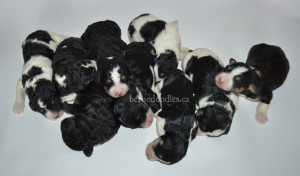 bernedoodles, bernedoodle puppies, bernedoodlees for sale, bernedoodles in canada, tri colour bernedoodles, tri colour, tri colour bernedoodles, tri colour bernedoodles, bernedoodles, bernedoodle breeders, bernedoodle breeders, bernedoodles, bernedoodles, bernedoodles. bernedoodle puppies for sale, berniedoodles, bernadoodles, bernesedoodles, bernedoodles, bernedoodles, bernedoodles, bernedoodle, bernedoodle, bernedoodle, bernedoodle, bernedoodle, bernedoodle puppies, bernedoodle breeders, bernedoodles, bernedoodle puppies, available bernedoodle puppies, available Bernedoodle puppies, tri colour bernedoodle,bernedoodle, bernedoodle, bernedoodle, bernedoodle, bernedoodles, bernedoodle puppies Ontario, bernedoodle, bernedooodle, bernedoodle, bernedoodle, bernedoodle, bernedoodle, bernedoodles, bernedoodle puppies, bernedoodle puppy, bernedoodle breeder in Canada, bernedoodle breeder in Ontario, bernedoodles, bernedoodles for sale, bernedoodles, Willow Brooke Bernedoodles, bernadoodles, available puppies, available Bernedoodle puppies, bernedoodles British Columbia, bernedoodles Alberta, bernedoodles Ontario, bernedoodles Toronto, bernedoodles Quebec, bernedoodles Nova Scotia, bernedoodles Newfoundland, bernedoodles New Brunswick, Bernese mountain dog, labradoodles, goldendoodles, bernedoodles, swiss ridge, swiss ridge kennel, swiss ridge bernedoodles, bernadoodles, berniedoodles, bernedoodles for sale, bernedoodles, bernedoodle, bernedoodle, bernedoodle, bernedoodle, bernedoodle, bernedoodle, bernedoodles, bernedoodles, bernedoodles, bernedoodle, bernedoodle puppy, bernedoodles Toronto, bernedoodles, bernedoodles, bernedoodle, bernedoodles, bernedoodle, bernedoodle, bernedoodle, bernedoodle, bernedoodle, bernedoodle, bernedoodles, bernedoodle, bernedoodles, bernedoodles, bernedoodles, Willow Brooke Bernedoodles, available Bernedoodle puppies, Bernedoodles Canada, bernedoodle, burnadoodle, berniedoodle, bernadoodle, bernadoodle, bernedoodle, bernedoodles, Bernedoodles, Bernese Mountain Dog, Poodle, Standard Poodle, Moyan Poodle, Mini Bernedoodle, Medium Bernedoodle, Standard Bernedoodle, Bernedoodles, bernedoodle, Bernedoodle Canada, bernedoodles bernedoodles bernedoodles, bernedoodles, Willow Brooke Bernedoodles, available bernedoodles, available Bernedoodles, Bernedoodles, bernedoodles, bernedoodle, bernedoodle, bernedoodles, bernedoodle, bernedoodle, bernedoodles, bernedoodle puppy, bernedoodle, bernedoodle, bernedoodles, bernedoodles, bernedoodle, bernedoodle, bernedoodles, bernedoodle puppies, bernedoodle breeder, Ontario bernedoodle puppies, bernedoodles for sale, available bernedoodle puppies, bernedoodle litters, bernedoodles in New York, bernedoodle, bernedoodle puppy, bernedoodle puppies, bernedoodles Ontario, bernedoodle, bernadoodle, bernadoodle, bernedoodles, bernedoodle puppies for sale, puppies for sale, bernedoodle, berniedoodle, bernedoodles in ontario, bernedoodles in Canada