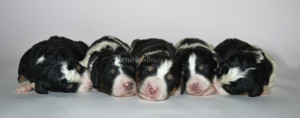 bernedoodles, bernedoodle puppies, bernedoodlees for sale, bernedoodles in canada, tri colour bernedoodles, tri colour, tri colour bernedoodles, tri colour bernedoodles, bernedoodles, bernedoodle breeders, bernedoodle breeders, bernedoodles, bernedoodles, bernedoodles. bernedoodle puppies for sale, berniedoodles, bernadoodles, bernesedoodles, bernedoodles, bernedoodles, bernedoodles, bernedoodle, bernedoodle, bernedoodle, bernedoodle, bernedoodle, bernedoodle puppies, bernedoodle breeders, bernedoodles, bernedoodle puppies, available bernedoodle puppies, available Bernedoodle puppies, tri colour bernedoodle,bernedoodle, bernedoodle, bernedoodle, bernedoodle, bernedoodles, bernedoodle puppies Ontario, bernedoodle, bernedooodle, bernedoodle, bernedoodle, bernedoodle, bernedoodle, bernedoodles, bernedoodle puppies, bernedoodle puppy, bernedoodle breeder in Canada, bernedoodle breeder in Ontario, bernedoodles, bernedoodles for sale, bernedoodles, Willow Brooke Bernedoodles, bernadoodles, available puppies, available Bernedoodle puppies, bernedoodles British Columbia, bernedoodles Alberta, bernedoodles Ontario, bernedoodles Toronto, bernedoodles Quebec, bernedoodles Nova Scotia, bernedoodles Newfoundland, bernedoodles New Brunswick, Bernese mountain dog, labradoodles, goldendoodles, bernedoodles, swiss ridge, swiss ridge kennel, swiss ridge bernedoodles, bernadoodles, berniedoodles, bernedoodles for sale, bernedoodles, bernedoodle, bernedoodle, bernedoodle, bernedoodle, bernedoodle, bernedoodle, bernedoodles, bernedoodles, bernedoodles, bernedoodle, bernedoodle puppy, bernedoodles Toronto, bernedoodles, bernedoodles, bernedoodle, bernedoodles, bernedoodle, bernedoodle, bernedoodle, bernedoodle, bernedoodle, bernedoodle, bernedoodles, bernedoodle, bernedoodles, bernedoodles, bernedoodles, Willow Brooke Bernedoodles, available Bernedoodle puppies, Bernedoodles Canada, bernedoodle, burnadoodle, berniedoodle, bernadoodle, bernadoodle, bernedoodle, bernedoodles, Bernedoodles, Bernese Mountain Dog, Poodle, Standard Poodle, Moyan Poodle, Mini Bernedoodle, Medium Bernedoodle, Standard Bernedoodle, Bernedoodles, bernedoodle, Bernedoodle Canada, bernedoodles bernedoodles bernedoodles, bernedoodles, Willow Brooke Bernedoodles, available bernedoodles, available Bernedoodles, Bernedoodles, bernedoodles, bernedoodle, bernedoodle, bernedoodles, bernedoodle, bernedoodle, bernedoodles, bernedoodle puppy, bernedoodle, bernedoodle, bernedoodles, bernedoodles, bernedoodle, bernedoodle, bernedoodles, bernedoodle puppies, bernedoodle breeder, Ontario bernedoodle puppies, bernedoodles for sale, available bernedoodle puppies, bernedoodle litters, bernedoodles in New York, bernedoodle, bernedoodle puppy, bernedoodle puppies, bernedoodles Ontario, bernedoodle, bernadoodle, bernadoodle, bernedoodles, bernedoodle puppies for sale, puppies for sale, bernedoodle, berniedoodle, bernedoodles in ontario, bernedoodles in Canada