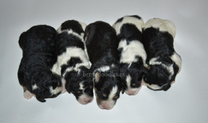 bernedoodles, bernedoodle puppies, bernedoodlees for sale, bernedoodles in canada, tri colour bernedoodles, tri colour, tri colour bernedoodles, tri colour bernedoodles, bernedoodles, bernedoodle breeders, bernedoodle breeders, bernedoodles, bernedoodles, bernedoodles. bernedoodle puppies for sale, berniedoodles, bernadoodles, bernesedoodles, bernedoodles, bernedoodles, bernedoodles, bernedoodle, bernedoodle, bernedoodle, bernedoodle, bernedoodle, bernedoodle puppies, bernedoodle breeders, bernedoodles, bernedoodle puppies, available bernedoodle puppies, available Bernedoodle puppies, tri colour bernedoodle,bernedoodle, bernedoodle, bernedoodle, bernedoodle, bernedoodles, bernedoodle puppies Ontario, bernedoodle, bernedooodle, bernedoodle, bernedoodle, bernedoodle, bernedoodle, bernedoodles, bernedoodle puppies, bernedoodle puppy, bernedoodle breeder in Canada, bernedoodle breeder in Ontario, bernedoodles, bernedoodles for sale, bernedoodles, Willow Brooke Bernedoodles, bernadoodles, available puppies, available Bernedoodle puppies, bernedoodles British Columbia, bernedoodles Alberta, bernedoodles Ontario, bernedoodles Toronto, bernedoodles Quebec, bernedoodles Nova Scotia, bernedoodles Newfoundland, bernedoodles New Brunswick, Bernese mountain dog, labradoodles, goldendoodles, bernedoodles, swiss ridge, swiss ridge kennel, swiss ridge bernedoodles, bernadoodles, berniedoodles, bernedoodles for sale, bernedoodles, bernedoodle, bernedoodle, bernedoodle, bernedoodle, bernedoodle, bernedoodle, bernedoodles, bernedoodles, bernedoodles, bernedoodle, bernedoodle puppy, bernedoodles Toronto, bernedoodles, bernedoodles, bernedoodle, bernedoodles, bernedoodle, bernedoodle, bernedoodle, bernedoodle, bernedoodle, bernedoodle, bernedoodles, bernedoodle, bernedoodles, bernedoodles, bernedoodles, Willow Brooke Bernedoodles, available Bernedoodle puppies, Bernedoodles Canada, bernedoodle, burnadoodle, berniedoodle, bernadoodle, bernadoodle, bernedoodle, bernedoodles, Bernedoodles, Bernese Mountain Dog, Poodle, Standard Poodle, Moyan Poodle, Mini Bernedoodle, Medium Bernedoodle, Standard Bernedoodle, Bernedoodles, bernedoodle, Bernedoodle Canada, bernedoodles bernedoodles bernedoodles, bernedoodles, Willow Brooke Bernedoodles, available bernedoodles, available Bernedoodles, Bernedoodles, bernedoodles, bernedoodle, bernedoodle, bernedoodles, bernedoodle, bernedoodle, bernedoodles, bernedoodle puppy, bernedoodle, bernedoodle, bernedoodles, bernedoodles, bernedoodle, bernedoodle, bernedoodles, bernedoodle puppies, bernedoodle breeder, Ontario bernedoodle puppies, bernedoodles for sale, available bernedoodle puppies, bernedoodle litters, bernedoodles in New York, bernedoodle, bernedoodle puppy, bernedoodle puppies, bernedoodles Ontario, bernedoodle, bernadoodle, bernadoodle, bernedoodles, bernedoodle puppies for sale, puppies for sale, bernedoodle, berniedoodle, bernedoodles in ontario, bernedoodles in Canada