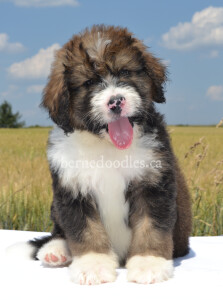 bernedoodles, bernedoodle puppies, bernedoodlees for sale, bernedoodles in canada, tri colour bernedoodles, tri colour, tri colour bernedoodles, tri colour bernedoodles, bernedoodles, bernedoodle breeders, bernedoodle breeders, bernedoodles, bernedoodles, bernedoodles. bernedoodle puppies for sale, berniedoodles, bernadoodles, bernesedoodles, bernedoodles, bernedoodles, bernedoodles, bernedoodle, bernedoodle, bernedoodle, bernedoodle, bernedoodle, bernedoodle puppies, bernedoodle breeders, bernedoodles, bernedoodle puppies, available bernedoodle puppies, available Bernedoodle puppies, tri colour bernedoodle,bernedoodle, bernedoodle, bernedoodle, bernedoodle, bernedoodles, bernedoodle puppies Ontario, bernedoodle, bernedooodle, bernedoodle, bernedoodle, bernedoodle, bernedoodle, bernedoodles, bernedoodle puppies, bernedoodle puppy, bernedoodle breeder in Canada, bernedoodle breeder in Ontario, bernedoodles, bernedoodles for sale, bernedoodles, Willow Brooke Bernedoodles, bernadoodles, available puppies, available Bernedoodle puppies, bernedoodles British Columbia, bernedoodles Alberta, bernedoodles Ontario, bernedoodles Toronto, bernedoodles Quebec, bernedoodles Nova Scotia, bernedoodles Newfoundland, bernedoodles New Brunswick, Bernese mountain dog, labradoodles, goldendoodles, bernedoodles, swiss ridge, swiss ridge kennel, swiss ridge bernedoodles, bernadoodles, berniedoodles, bernedoodles for sale, bernedoodles, bernedoodle, bernedoodle, bernedoodle, bernedoodle, bernedoodle, bernedoodle, bernedoodles, bernedoodles, bernedoodles, bernedoodle, bernedoodle puppy, bernedoodles Toronto, bernedoodles, bernedoodles, bernedoodle, bernedoodles, bernedoodle, bernedoodle, bernedoodle, bernedoodle, bernedoodle, bernedoodle, bernedoodles, bernedoodle, bernedoodles, bernedoodles, bernedoodles, Willow Brooke Bernedoodles, available Bernedoodle puppies, Bernedoodles Canada, bernedoodle, burnadoodle, berniedoodle, bernadoodle, bernadoodle, bernedoodle, bernedoodles, Bernedoodles, Bernese Mountain Dog, Poodle, Standard Poodle, Moyan Poodle, Mini Bernedoodle, Medium Bernedoodle, Standard Bernedoodle, Bernedoodles, bernedoodle, Bernedoodle Canada, bernedoodles bernedoodles bernedoodles, bernedoodles, Willow Brooke Bernedoodles, available bernedoodles, available Bernedoodles, Bernedoodles, bernedoodles, bernedoodle, bernedoodle, bernedoodles, bernedoodle, bernedoodle, bernedoodles, bernedoodle puppy, bernedoodle, bernedoodle, bernedoodles, bernedoodles, bernedoodle, bernedoodle, bernedoodles, bernedoodle puppies, bernedoodle breeder, Ontario bernedoodle puppies, bernedoodles for sale, available bernedoodle puppies, bernedoodle litters, bernedoodles in New York, bernedoodle, bernedoodle puppy, bernedoodle puppies, bernedoodles Ontario, bernedoodle, bernadoodle, bernadoodle, bernedoodles, bernedoodle puppies for sale, puppies for sale, bernedoodle, berniedoodle, bernedoodles in ontario, bernedoodles in Canada