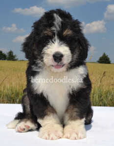 bernedoodles, bernedoodle puppies, bernedoodlees for sale, bernedoodles in canada, tri colour bernedoodles, tri colour, tri colour bernedoodles, tri colour bernedoodles, bernedoodles, bernedoodle breeders, bernedoodle breeders, bernedoodles, bernedoodles, bernedoodles. bernedoodle puppies for sale, berniedoodles, bernadoodles, bernesedoodles, bernedoodles, bernedoodles, bernedoodles, bernedoodle, bernedoodle, bernedoodle, bernedoodle, bernedoodle, bernedoodle puppies, bernedoodle breeders, bernedoodles, bernedoodle puppies, available bernedoodle puppies, available Bernedoodle puppies, tri colour bernedoodle,bernedoodle, bernedoodle, bernedoodle, bernedoodle, bernedoodles, bernedoodle puppies Ontario, bernedoodle, bernedooodle, bernedoodle, bernedoodle, bernedoodle, bernedoodle, bernedoodles, bernedoodle puppies, bernedoodle puppy, bernedoodle breeder in Canada, bernedoodle breeder in Ontario, bernedoodles, bernedoodles for sale, bernedoodles, Willow Brooke Bernedoodles, bernadoodles, available puppies, available Bernedoodle puppies, bernedoodles British Columbia, bernedoodles Alberta, bernedoodles Ontario, bernedoodles Toronto, bernedoodles Quebec, bernedoodles Nova Scotia, bernedoodles Newfoundland, bernedoodles New Brunswick, Bernese mountain dog, labradoodles, goldendoodles, bernedoodles, swiss ridge, swiss ridge kennel, swiss ridge bernedoodles, bernadoodles, berniedoodles, bernedoodles for sale, bernedoodles, bernedoodle, bernedoodle, bernedoodle, bernedoodle, bernedoodle, bernedoodle, bernedoodles, bernedoodles, bernedoodles, bernedoodle, bernedoodle puppy, bernedoodles Toronto, bernedoodles, bernedoodles, bernedoodle, bernedoodles, bernedoodle, bernedoodle, bernedoodle, bernedoodle, bernedoodle, bernedoodle, bernedoodles, bernedoodle, bernedoodles, bernedoodles, bernedoodles, Willow Brooke Bernedoodles, available Bernedoodle puppies, Bernedoodles Canada, bernedoodle, burnadoodle, berniedoodle, bernadoodle, bernadoodle, bernedoodle, bernedoodles, Bernedoodles, Bernese Mountain Dog, Poodle, Standard Poodle, Moyan Poodle, Mini Bernedoodle, Medium Bernedoodle, Standard Bernedoodle, Bernedoodles, bernedoodle, Bernedoodle Canada, bernedoodles bernedoodles bernedoodles, bernedoodles, Willow Brooke Bernedoodles, available bernedoodles, available Bernedoodles, Bernedoodles, bernedoodles, bernedoodle, bernedoodle, bernedoodles, bernedoodle, bernedoodle, bernedoodles, bernedoodle puppy, bernedoodle, bernedoodle, bernedoodles, bernedoodles, bernedoodle, bernedoodle, bernedoodles, bernedoodle puppies, bernedoodle breeder, Ontario bernedoodle puppies, bernedoodles for sale, available bernedoodle puppies, bernedoodle litters, bernedoodles in New York, bernedoodle, bernedoodle puppy, bernedoodle puppies, bernedoodles Ontario, bernedoodle, bernadoodle, bernadoodle, bernedoodles, bernedoodle puppies for sale, puppies for sale, bernedoodle, berniedoodle, bernedoodles in ontario, bernedoodles in Canada