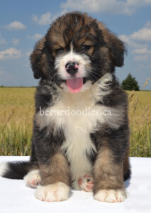 bernedoodles, bernedoodle puppies, bernedoodlees for sale, bernedoodles in canada, tri colour bernedoodles, tri colour, tri colour bernedoodles, tri colour bernedoodles, bernedoodles, bernedoodle breeders, bernedoodle breeders, bernedoodles, bernedoodles, bernedoodles. bernedoodle puppies for sale, berniedoodles, bernadoodles, bernesedoodles, bernedoodles, bernedoodles, bernedoodles, bernedoodle, bernedoodle, bernedoodle, bernedoodle, bernedoodle, bernedoodle puppies, bernedoodle breeders, bernedoodles, bernedoodle puppies, available bernedoodle puppies, available Bernedoodle puppies, tri colour bernedoodle,bernedoodle, bernedoodle, bernedoodle, bernedoodle, bernedoodles, bernedoodle puppies Ontario, bernedoodle, bernedooodle, bernedoodle, bernedoodle, bernedoodle, bernedoodle, bernedoodles, bernedoodle puppies, bernedoodle puppy, bernedoodle breeder in Canada, bernedoodle breeder in Ontario, bernedoodles, bernedoodles for sale, bernedoodles, Willow Brooke Bernedoodles, bernadoodles, available puppies, available Bernedoodle puppies, bernedoodles British Columbia, bernedoodles Alberta, bernedoodles Ontario, bernedoodles Toronto, bernedoodles Quebec, bernedoodles Nova Scotia, bernedoodles Newfoundland, bernedoodles New Brunswick, Bernese mountain dog, labradoodles, goldendoodles, bernedoodles, swiss ridge, swiss ridge kennel, swiss ridge bernedoodles, bernadoodles, berniedoodles, bernedoodles for sale, bernedoodles, bernedoodle, bernedoodle, bernedoodle, bernedoodle, bernedoodle, bernedoodle, bernedoodles, bernedoodles, bernedoodles, bernedoodle, bernedoodle puppy, bernedoodles Toronto, bernedoodles, bernedoodles, bernedoodle, bernedoodles, bernedoodle, bernedoodle, bernedoodle, bernedoodle, bernedoodle, bernedoodle, bernedoodles, bernedoodle, bernedoodles, bernedoodles, bernedoodles, Willow Brooke Bernedoodles, available Bernedoodle puppies, Bernedoodles Canada, bernedoodle, burnadoodle, berniedoodle, bernadoodle, bernadoodle, bernedoodle, bernedoodles, Bernedoodles, Bernese Mountain Dog, Poodle, Standard Poodle, Moyan Poodle, Mini Bernedoodle, Medium Bernedoodle, Standard Bernedoodle, Bernedoodles, bernedoodle, Bernedoodle Canada, bernedoodles bernedoodles bernedoodles, bernedoodles, Willow Brooke Bernedoodles, available bernedoodles, available Bernedoodles, Bernedoodles, bernedoodles, bernedoodle, bernedoodle, bernedoodles, bernedoodle, bernedoodle, bernedoodles, bernedoodle puppy, bernedoodle, bernedoodle, bernedoodles, bernedoodles, bernedoodle, bernedoodle, bernedoodles, bernedoodle puppies, bernedoodle breeder, Ontario bernedoodle puppies, bernedoodles for sale, available bernedoodle puppies, bernedoodle litters, bernedoodles in New York, bernedoodle, bernedoodle puppy, bernedoodle puppies, bernedoodles Ontario, bernedoodle, bernadoodle, bernadoodle, bernedoodles, bernedoodle puppies for sale, puppies for sale, bernedoodle, berniedoodle, bernedoodles in ontario, bernedoodles in Canada