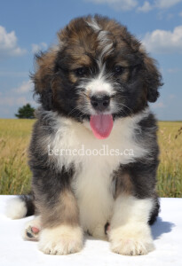 bernedoodles, bernedoodle puppies, bernedoodlees for sale, bernedoodles in canada, tri colour bernedoodles, tri colour, tri colour bernedoodles, tri colour bernedoodles, bernedoodles, bernedoodle breeders, bernedoodle breeders, bernedoodles, bernedoodles, bernedoodles. bernedoodle puppies for sale, berniedoodles, bernadoodles, bernesedoodles, bernedoodles, bernedoodles, bernedoodles, bernedoodle, bernedoodle, bernedoodle, bernedoodle, bernedoodle, bernedoodle puppies, bernedoodle breeders, bernedoodles, bernedoodle puppies, available bernedoodle puppies, available Bernedoodle puppies, tri colour bernedoodle,bernedoodle, bernedoodle, bernedoodle, bernedoodle, bernedoodles, bernedoodle puppies Ontario, bernedoodle, bernedooodle, bernedoodle, bernedoodle, bernedoodle, bernedoodle, bernedoodles, bernedoodle puppies, bernedoodle puppy, bernedoodle breeder in Canada, bernedoodle breeder in Ontario, bernedoodles, bernedoodles for sale, bernedoodles, Willow Brooke Bernedoodles, bernadoodles, available puppies, available Bernedoodle puppies, bernedoodles British Columbia, bernedoodles Alberta, bernedoodles Ontario, bernedoodles Toronto, bernedoodles Quebec, bernedoodles Nova Scotia, bernedoodles Newfoundland, bernedoodles New Brunswick, Bernese mountain dog, labradoodles, goldendoodles, bernedoodles, swiss ridge, swiss ridge kennel, swiss ridge bernedoodles, bernadoodles, berniedoodles, bernedoodles for sale, bernedoodles, bernedoodle, bernedoodle, bernedoodle, bernedoodle, bernedoodle, bernedoodle, bernedoodles, bernedoodles, bernedoodles, bernedoodle, bernedoodle puppy, bernedoodles Toronto, bernedoodles, bernedoodles, bernedoodle, bernedoodles, bernedoodle, bernedoodle, bernedoodle, bernedoodle, bernedoodle, bernedoodle, bernedoodles, bernedoodle, bernedoodles, bernedoodles, bernedoodles, Willow Brooke Bernedoodles, available Bernedoodle puppies, Bernedoodles Canada, bernedoodle, burnadoodle, berniedoodle, bernadoodle, bernadoodle, bernedoodle, bernedoodles, Bernedoodles, Bernese Mountain Dog, Poodle, Standard Poodle, Moyan Poodle, Mini Bernedoodle, Medium Bernedoodle, Standard Bernedoodle, Bernedoodles, bernedoodle, Bernedoodle Canada, bernedoodles bernedoodles bernedoodles, bernedoodles, Willow Brooke Bernedoodles, available bernedoodles, available Bernedoodles, Bernedoodles, bernedoodles, bernedoodle, bernedoodle, bernedoodles, bernedoodle, bernedoodle, bernedoodles, bernedoodle puppy, bernedoodle, bernedoodle, bernedoodles, bernedoodles, bernedoodle, bernedoodle, bernedoodles, bernedoodle puppies, bernedoodle breeder, Ontario bernedoodle puppies, bernedoodles for sale, available bernedoodle puppies, bernedoodle litters, bernedoodles in New York, bernedoodle, bernedoodle puppy, bernedoodle puppies, bernedoodles Ontario, bernedoodle, bernadoodle, bernadoodle, bernedoodles, bernedoodle puppies for sale, puppies for sale, bernedoodle, berniedoodle, bernedoodles in ontario, bernedoodles in Canada