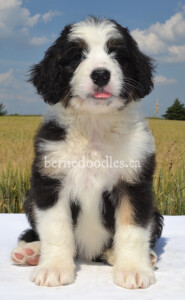 bernedoodles, bernedoodle puppies, bernedoodlees for sale, bernedoodles in canada, tri colour bernedoodles, tri colour, tri colour bernedoodles, tri colour bernedoodles, bernedoodles, bernedoodle breeders, bernedoodle breeders, bernedoodles, bernedoodles, bernedoodles. bernedoodle puppies for sale, berniedoodles, bernadoodles, bernesedoodles, bernedoodles, bernedoodles, bernedoodles, bernedoodle, bernedoodle, bernedoodle, bernedoodle, bernedoodle, bernedoodle puppies, bernedoodle breeders, bernedoodles, bernedoodle puppies, available bernedoodle puppies, available Bernedoodle puppies, tri colour bernedoodle,bernedoodle, bernedoodle, bernedoodle, bernedoodle, bernedoodles, bernedoodle puppies Ontario, bernedoodle, bernedooodle, bernedoodle, bernedoodle, bernedoodle, bernedoodle, bernedoodles, bernedoodle puppies, bernedoodle puppy, bernedoodle breeder in Canada, bernedoodle breeder in Ontario, bernedoodles, bernedoodles for sale, bernedoodles, Willow Brooke Bernedoodles, bernadoodles, available puppies, available Bernedoodle puppies, bernedoodles British Columbia, bernedoodles Alberta, bernedoodles Ontario, bernedoodles Toronto, bernedoodles Quebec, bernedoodles Nova Scotia, bernedoodles Newfoundland, bernedoodles New Brunswick, Bernese mountain dog, labradoodles, goldendoodles, bernedoodles, swiss ridge, swiss ridge kennel, swiss ridge bernedoodles, bernadoodles, berniedoodles, bernedoodles for sale, bernedoodles, bernedoodle, bernedoodle, bernedoodle, bernedoodle, bernedoodle, bernedoodle, bernedoodles, bernedoodles, bernedoodles, bernedoodle, bernedoodle puppy, bernedoodles Toronto, bernedoodles, bernedoodles, bernedoodle, bernedoodles, bernedoodle, bernedoodle, bernedoodle, bernedoodle, bernedoodle, bernedoodle, bernedoodles, bernedoodle, bernedoodles, bernedoodles, bernedoodles, Willow Brooke Bernedoodles, available Bernedoodle puppies, Bernedoodles Canada, bernedoodle, burnadoodle, berniedoodle, bernadoodle, bernadoodle, bernedoodle, bernedoodles, Bernedoodles, Bernese Mountain Dog, Poodle, Standard Poodle, Moyan Poodle, Mini Bernedoodle, Medium Bernedoodle, Standard Bernedoodle, Bernedoodles, bernedoodle, Bernedoodle Canada, bernedoodles bernedoodles bernedoodles, bernedoodles, Willow Brooke Bernedoodles, available bernedoodles, available Bernedoodles, Bernedoodles, bernedoodles, bernedoodle, bernedoodle, bernedoodles, bernedoodle, bernedoodle, bernedoodles, bernedoodle puppy, bernedoodle, bernedoodle, bernedoodles, bernedoodles, bernedoodle, bernedoodle, bernedoodles, bernedoodle puppies, bernedoodle breeder, Ontario bernedoodle puppies, bernedoodles for sale, available bernedoodle puppies, bernedoodle litters, bernedoodles in New York, bernedoodle, bernedoodle puppy, bernedoodle puppies, bernedoodles Ontario, bernedoodle, bernadoodle, bernadoodle, bernedoodles, bernedoodle puppies for sale, puppies for sale, bernedoodle, berniedoodle, bernedoodles in ontario, bernedoodles in Canada