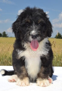 bernedoodles, bernedoodle puppies, bernedoodlees for sale, bernedoodles in canada, tri colour bernedoodles, tri colour, tri colour bernedoodles, tri colour bernedoodles, bernedoodles, bernedoodle breeders, bernedoodle breeders, bernedoodles, bernedoodles, bernedoodles. bernedoodle puppies for sale, berniedoodles, bernadoodles, bernesedoodles, bernedoodles, bernedoodles, bernedoodles, bernedoodle, bernedoodle, bernedoodle, bernedoodle, bernedoodle, bernedoodle puppies, bernedoodle breeders, bernedoodles, bernedoodle puppies, available bernedoodle puppies, available Bernedoodle puppies, tri colour bernedoodle,bernedoodle, bernedoodle, bernedoodle, bernedoodle, bernedoodles, bernedoodle puppies Ontario, bernedoodle, bernedooodle, bernedoodle, bernedoodle, bernedoodle, bernedoodle, bernedoodles, bernedoodle puppies, bernedoodle puppy, bernedoodle breeder in Canada, bernedoodle breeder in Ontario, bernedoodles, bernedoodles for sale, bernedoodles, Willow Brooke Bernedoodles, bernadoodles, available puppies, available Bernedoodle puppies, bernedoodles British Columbia, bernedoodles Alberta, bernedoodles Ontario, bernedoodles Toronto, bernedoodles Quebec, bernedoodles Nova Scotia, bernedoodles Newfoundland, bernedoodles New Brunswick, Bernese mountain dog, labradoodles, goldendoodles, bernedoodles, swiss ridge, swiss ridge kennel, swiss ridge bernedoodles, bernadoodles, berniedoodles, bernedoodles for sale, bernedoodles, bernedoodle, bernedoodle, bernedoodle, bernedoodle, bernedoodle, bernedoodle, bernedoodles, bernedoodles, bernedoodles, bernedoodle, bernedoodle puppy, bernedoodles Toronto, bernedoodles, bernedoodles, bernedoodle, bernedoodles, bernedoodle, bernedoodle, bernedoodle, bernedoodle, bernedoodle, bernedoodle, bernedoodles, bernedoodle, bernedoodles, bernedoodles, bernedoodles, Willow Brooke Bernedoodles, available Bernedoodle puppies, Bernedoodles Canada, bernedoodle, burnadoodle, berniedoodle, bernadoodle, bernadoodle, bernedoodle, bernedoodles, Bernedoodles, Bernese Mountain Dog, Poodle, Standard Poodle, Moyan Poodle, Mini Bernedoodle, Medium Bernedoodle, Standard Bernedoodle, Bernedoodles, bernedoodle, Bernedoodle Canada, bernedoodles bernedoodles bernedoodles, bernedoodles, Willow Brooke Bernedoodles, available bernedoodles, available Bernedoodles, Bernedoodles, bernedoodles, bernedoodle, bernedoodle, bernedoodles, bernedoodle, bernedoodle, bernedoodles, bernedoodle puppy, bernedoodle, bernedoodle, bernedoodles, bernedoodles, bernedoodle, bernedoodle, bernedoodles, bernedoodle puppies, bernedoodle breeder, Ontario bernedoodle puppies, bernedoodles for sale, available bernedoodle puppies, bernedoodle litters, bernedoodles in New York, bernedoodle, bernedoodle puppy, bernedoodle puppies, bernedoodles Ontario, bernedoodle, bernadoodle, bernadoodle, bernedoodles, bernedoodle puppies for sale, puppies for sale, bernedoodle, berniedoodle, bernedoodles in ontario, bernedoodles in Canada