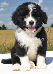 bernedoodles, bernedoodle puppies, bernedoodlees for sale, bernedoodles in canada, tri colour bernedoodles, tri colour, tri colour bernedoodles, tri colour bernedoodles, bernedoodles, bernedoodle breeders, bernedoodle breeders, bernedoodles, bernedoodles, bernedoodles. bernedoodle puppies for sale, berniedoodles, bernadoodles, bernesedoodles, bernedoodles, bernedoodles, bernedoodles, bernedoodle, bernedoodle, bernedoodle, bernedoodle, bernedoodle, bernedoodle puppies, bernedoodle breeders, bernedoodles, bernedoodle puppies, available bernedoodle puppies, available Bernedoodle puppies, tri colour bernedoodle,bernedoodle, bernedoodle, bernedoodle, bernedoodle, bernedoodles, bernedoodle puppies Ontario, bernedoodle, bernedooodle, bernedoodle, bernedoodle, bernedoodle, bernedoodle, bernedoodles, bernedoodle puppies, bernedoodle puppy, bernedoodle breeder in Canada, bernedoodle breeder in Ontario, bernedoodles, bernedoodles for sale, bernedoodles, Willow Brooke Bernedoodles, bernadoodles, available puppies, available Bernedoodle puppies, bernedoodles British Columbia, bernedoodles Alberta, bernedoodles Ontario, bernedoodles Toronto, bernedoodles Quebec, bernedoodles Nova Scotia, bernedoodles Newfoundland, bernedoodles New Brunswick, Bernese mountain dog, labradoodles, goldendoodles, bernedoodles, swiss ridge, swiss ridge kennel, swiss ridge bernedoodles, bernadoodles, berniedoodles, bernedoodles for sale, bernedoodles, bernedoodle, bernedoodle, bernedoodle, bernedoodle, bernedoodle, bernedoodle, bernedoodles, bernedoodles, bernedoodles, bernedoodle, bernedoodle puppy, bernedoodles Toronto, bernedoodles, bernedoodles, bernedoodle, bernedoodles, bernedoodle, bernedoodle, bernedoodle, bernedoodle, bernedoodle, bernedoodle, bernedoodles, bernedoodle, bernedoodles, bernedoodles, bernedoodles, Willow Brooke Bernedoodles, available Bernedoodle puppies, Bernedoodles Canada, bernedoodle, burnadoodle, berniedoodle, bernadoodle, bernadoodle, bernedoodle, bernedoodles, Bernedoodles, Bernese Mountain Dog, Poodle, Standard Poodle, Moyan Poodle, Mini Bernedoodle, Medium Bernedoodle, Standard Bernedoodle, Bernedoodles, bernedoodle, Bernedoodle Canada, bernedoodles bernedoodles bernedoodles, bernedoodles, Willow Brooke Bernedoodles, available bernedoodles, available Bernedoodles, Bernedoodles, bernedoodles, bernedoodle, bernedoodle, bernedoodles, bernedoodle, bernedoodle, bernedoodles, bernedoodle puppy, bernedoodle, bernedoodle, bernedoodles, bernedoodles, bernedoodle, bernedoodle, bernedoodles, bernedoodle puppies, bernedoodle breeder, Ontario bernedoodle puppies, bernedoodles for sale, available bernedoodle puppies, bernedoodle litters, bernedoodles in New York, bernedoodle, bernedoodle puppy, bernedoodle puppies, bernedoodles Ontario, bernedoodle, bernadoodle, bernadoodle, bernedoodles, bernedoodle puppies for sale, puppies for sale, bernedoodle, berniedoodle, bernedoodles in ontario, bernedoodles in Canada