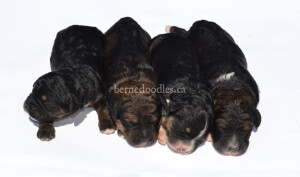 bernedoodles, bernedoodle puppies, bernedoodlees for sale, bernedoodles in canada, tri colour bernedoodles, tri colour, tri colour bernedoodles, tri colour bernedoodles, bernedoodles, bernedoodle breeders, bernedoodle breeders, bernedoodles, bernedoodles, bernedoodles. bernedoodle puppies for sale, berniedoodles, bernadoodles, bernesedoodles, bernedoodles, bernedoodles, bernedoodles, bernedoodle, bernedoodle, bernedoodle, bernedoodle, bernedoodle, bernedoodle puppies, bernedoodle breeders, bernedoodles, bernedoodle puppies, available bernedoodle puppies, available Bernedoodle puppies, tri colour bernedoodle,bernedoodle, bernedoodle, bernedoodle, bernedoodle, bernedoodles, bernedoodle puppies Ontario, bernedoodle, bernedooodle, bernedoodle, bernedoodle, bernedoodle, bernedoodle, bernedoodles, bernedoodle puppies, bernedoodle puppy, bernedoodle breeder in Canada, bernedoodle breeder in Ontario, bernedoodles, bernedoodles for sale, bernedoodles, Willow Brooke Bernedoodles, bernadoodles, available puppies, available Bernedoodle puppies, bernedoodles British Columbia, bernedoodles Alberta, bernedoodles Ontario, bernedoodles Toronto, bernedoodles Quebec, bernedoodles Nova Scotia, bernedoodles Newfoundland, bernedoodles New Brunswick, Bernese mountain dog, labradoodles, goldendoodles, bernedoodles, swiss ridge, swiss ridge kennel, swiss ridge bernedoodles, bernadoodles, berniedoodles, bernedoodles for sale, bernedoodles, bernedoodle, bernedoodle, bernedoodle, bernedoodle, bernedoodle, bernedoodle, bernedoodles, bernedoodles, bernedoodles, bernedoodle, bernedoodle puppy, bernedoodles Toronto, bernedoodles, bernedoodles, bernedoodle, bernedoodles, bernedoodle, bernedoodle, bernedoodle, bernedoodle, bernedoodle, bernedoodle, bernedoodles, bernedoodle, bernedoodles, bernedoodles, bernedoodles, Willow Brooke Bernedoodles, available Bernedoodle puppies, Bernedoodles Canada, bernedoodle, burnadoodle, berniedoodle, bernadoodle, bernadoodle, bernedoodle, bernedoodles, Bernedoodles, Bernese Mountain Dog, Poodle, Standard Poodle, Moyan Poodle, Mini Bernedoodle, Medium Bernedoodle, Standard Bernedoodle, Bernedoodles, bernedoodle, Bernedoodle Canada, bernedoodles bernedoodles bernedoodles, bernedoodles, Willow Brooke Bernedoodles, available bernedoodles, available Bernedoodles, Bernedoodles, bernedoodles, bernedoodle, bernedoodle, bernedoodles, bernedoodle, bernedoodle, bernedoodles, bernedoodle puppy, bernedoodle, bernedoodle, bernedoodles, bernedoodles, bernedoodle, bernedoodle, bernedoodles, bernedoodle puppies, bernedoodle breeder, Ontario bernedoodle puppies, bernedoodles for sale, available bernedoodle puppies, bernedoodle litters, bernedoodles in New York, bernedoodle, bernedoodle puppy, bernedoodle puppies, bernedoodles Ontario, bernedoodle, bernadoodle, bernadoodle, bernedoodles, bernedoodle puppies for sale, puppies for sale, bernedoodle, berniedoodle, bernedoodles in ontario, bernedoodles in Canada