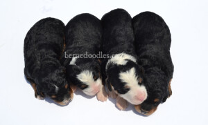 bernedoodles, bernedoodle puppies, bernedoodlees for sale, bernedoodles in canada, tri colour bernedoodles, tri colour, tri colour bernedoodles, tri colour bernedoodles, bernedoodles, bernedoodle breeders, bernedoodle breeders, bernedoodles, bernedoodles, bernedoodles. bernedoodle puppies for sale, berniedoodles, bernadoodles, bernesedoodles, bernedoodles, bernedoodles, bernedoodles, bernedoodle, bernedoodle, bernedoodle, bernedoodle, bernedoodle, bernedoodle puppies, bernedoodle breeders, bernedoodles, bernedoodle puppies, available bernedoodle puppies, available Bernedoodle puppies, tri colour bernedoodle,bernedoodle, bernedoodle, bernedoodle, bernedoodle, bernedoodles, bernedoodle puppies Ontario, bernedoodle, bernedooodle, bernedoodle, bernedoodle, bernedoodle, bernedoodle, bernedoodles, bernedoodle puppies, bernedoodle puppy, bernedoodle breeder in Canada, bernedoodle breeder in Ontario, bernedoodles, bernedoodles for sale, bernedoodles, Willow Brooke Bernedoodles, bernadoodles, available puppies, available Bernedoodle puppies, bernedoodles British Columbia, bernedoodles Alberta, bernedoodles Ontario, bernedoodles Toronto, bernedoodles Quebec, bernedoodles Nova Scotia, bernedoodles Newfoundland, bernedoodles New Brunswick, Bernese mountain dog, labradoodles, goldendoodles, bernedoodles, swiss ridge, swiss ridge kennel, swiss ridge bernedoodles, bernadoodles, berniedoodles, bernedoodles for sale, bernedoodles, bernedoodle, bernedoodle, bernedoodle, bernedoodle, bernedoodle, bernedoodle, bernedoodles, bernedoodles, bernedoodles, bernedoodle, bernedoodle puppy, bernedoodles Toronto, bernedoodles, bernedoodles, bernedoodle, bernedoodles, bernedoodle, bernedoodle, bernedoodle, bernedoodle, bernedoodle, bernedoodle, bernedoodles, bernedoodle, bernedoodles, bernedoodles, bernedoodles, Willow Brooke Bernedoodles, available Bernedoodle puppies, Bernedoodles Canada, bernedoodle, burnadoodle, berniedoodle, bernadoodle, bernadoodle, bernedoodle, bernedoodles, Bernedoodles, Bernese Mountain Dog, Poodle, Standard Poodle, Moyan Poodle, Mini Bernedoodle, Medium Bernedoodle, Standard Bernedoodle, Bernedoodles, bernedoodle, Bernedoodle Canada, bernedoodles bernedoodles bernedoodles, bernedoodles, Willow Brooke Bernedoodles, available bernedoodles, available Bernedoodles, Bernedoodles, bernedoodles, bernedoodle, bernedoodle, bernedoodles, bernedoodle, bernedoodle, bernedoodles, bernedoodle puppy, bernedoodle, bernedoodle, bernedoodles, bernedoodles, bernedoodle, bernedoodle, bernedoodles, bernedoodle puppies, bernedoodle breeder, Ontario bernedoodle puppies, bernedoodles for sale, available bernedoodle puppies, bernedoodle litters, bernedoodles in New York, bernedoodle, bernedoodle puppy, bernedoodle puppies, bernedoodles Ontario, bernedoodle, bernadoodle, bernadoodle, bernedoodles, bernedoodle puppies for sale, puppies for sale, bernedoodle, berniedoodle, bernedoodles in ontario, bernedoodles in Canada