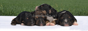 bernedoodles, bernedoodle puppies, bernedoodlees for sale, bernedoodles in canada, tri colour bernedoodles, tri colour, tri colour bernedoodles, tri colour bernedoodles, bernedoodles, bernedoodle breeders, bernedoodle breeders, bernedoodles, bernedoodles, bernedoodles. bernedoodle puppies for sale, berniedoodles, bernadoodles, bernesedoodles, bernedoodles, bernedoodles, bernedoodles, bernedoodle, bernedoodle, bernedoodle, bernedoodle, bernedoodle, bernedoodle puppies, bernedoodle breeders, bernedoodles, bernedoodle puppies, available bernedoodle puppies, available Bernedoodle puppies, tri colour bernedoodle,bernedoodle, bernedoodle, bernedoodle, bernedoodle, bernedoodles, bernedoodle puppies Ontario, bernedoodle, bernedooodle, bernedoodle, bernedoodle, bernedoodle, bernedoodle, bernedoodles, bernedoodle puppies, bernedoodle puppy, bernedoodle breeder in Canada, bernedoodle breeder in Ontario, bernedoodles, bernedoodles for sale, bernedoodles, Willow Brooke Bernedoodles, bernadoodles, available puppies, available Bernedoodle puppies, bernedoodles British Columbia, bernedoodles Alberta, bernedoodles Ontario, bernedoodles Toronto, bernedoodles Quebec, bernedoodles Nova Scotia, bernedoodles Newfoundland, bernedoodles New Brunswick, Bernese mountain dog, labradoodles, goldendoodles, bernedoodles, swiss ridge, swiss ridge kennel, swiss ridge bernedoodles, bernadoodles, berniedoodles, bernedoodles for sale, bernedoodles, bernedoodle, bernedoodle, bernedoodle, bernedoodle, bernedoodle, bernedoodle, bernedoodles, bernedoodles, bernedoodles, bernedoodle, bernedoodle puppy, bernedoodles Toronto, bernedoodles, bernedoodles, bernedoodle, bernedoodles, bernedoodle, bernedoodle, bernedoodle, bernedoodle, bernedoodle, bernedoodle, bernedoodles, bernedoodle, bernedoodles, bernedoodles, bernedoodles, Willow Brooke Bernedoodles, available Bernedoodle puppies, Bernedoodles Canada, bernedoodle, burnadoodle, berniedoodle, bernadoodle, bernadoodle, bernedoodle, bernedoodles, Bernedoodles, Bernese Mountain Dog, Poodle, Standard Poodle, Moyan Poodle, Mini Bernedoodle, Medium Bernedoodle, Standard Bernedoodle, Bernedoodles, bernedoodle, Bernedoodle Canada, bernedoodles bernedoodles bernedoodles, bernedoodles, Willow Brooke Bernedoodles, available bernedoodles, available Bernedoodles, Bernedoodles, bernedoodles, bernedoodle, bernedoodle, bernedoodles, bernedoodle, bernedoodle, bernedoodles, bernedoodle puppy, bernedoodle, bernedoodle, bernedoodles, bernedoodles, bernedoodle, bernedoodle, bernedoodles, bernedoodle puppies, bernedoodle breeder, Ontario bernedoodle puppies, bernedoodles for sale, available bernedoodle puppies, bernedoodle litters, bernedoodles in New York, bernedoodle, bernedoodle puppy, bernedoodle puppies, bernedoodles Ontario, bernedoodle, bernadoodle, bernadoodle, bernedoodles, bernedoodle puppies for sale, puppies for sale, bernedoodle, berniedoodle, bernedoodles in ontario, bernedoodles in Canada