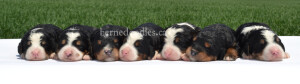 bernedoodles, bernedoodle puppies, bernedoodlees for sale, bernedoodles in canada, tri colour bernedoodles, tri colour, tri colour bernedoodles, tri colour bernedoodles, bernedoodles, bernedoodle breeders, bernedoodle breeders, bernedoodles, bernedoodles, bernedoodles. bernedoodle puppies for sale, berniedoodles, bernadoodles, bernesedoodles, bernedoodles, bernedoodles, bernedoodles, bernedoodle, bernedoodle, bernedoodle, bernedoodle, bernedoodle, bernedoodle puppies, bernedoodle breeders, bernedoodles, bernedoodle puppies, available bernedoodle puppies, available Bernedoodle puppies, tri colour bernedoodle,bernedoodle, bernedoodle, bernedoodle, bernedoodle, bernedoodles, bernedoodle puppies Ontario, bernedoodle, bernedooodle, bernedoodle, bernedoodle, bernedoodle, bernedoodle, bernedoodles, bernedoodle puppies, bernedoodle puppy, bernedoodle breeder in Canada, bernedoodle breeder in Ontario, bernedoodles, bernedoodles for sale, bernedoodles, Willow Brooke Bernedoodles, bernadoodles, available puppies, available Bernedoodle puppies, bernedoodles British Columbia, bernedoodles Alberta, bernedoodles Ontario, bernedoodles Toronto, bernedoodles Quebec, bernedoodles Nova Scotia, bernedoodles Newfoundland, bernedoodles New Brunswick, Bernese mountain dog, labradoodles, goldendoodles, bernedoodles, swiss ridge, swiss ridge kennel, swiss ridge bernedoodles, bernadoodles, berniedoodles, bernedoodles for sale, bernedoodles, bernedoodle, bernedoodle, bernedoodle, bernedoodle, bernedoodle, bernedoodle, bernedoodles, bernedoodles, bernedoodles, bernedoodle, bernedoodle puppy, bernedoodles Toronto, bernedoodles, bernedoodles, bernedoodle, bernedoodles, bernedoodle, bernedoodle, bernedoodle, bernedoodle, bernedoodle, bernedoodle, bernedoodles, bernedoodle, bernedoodles, bernedoodles, bernedoodles, Willow Brooke Bernedoodles, available Bernedoodle puppies, Bernedoodles Canada, bernedoodle, burnadoodle, berniedoodle, bernadoodle, bernadoodle, bernedoodle, bernedoodles, Bernedoodles, Bernese Mountain Dog, Poodle, Standard Poodle, Moyan Poodle, Mini Bernedoodle, Medium Bernedoodle, Standard Bernedoodle, Bernedoodles, bernedoodle, Bernedoodle Canada, bernedoodles bernedoodles bernedoodles, bernedoodles, Willow Brooke Bernedoodles, available bernedoodles, available Bernedoodles, Bernedoodles, bernedoodles, bernedoodle, bernedoodle, bernedoodles, bernedoodle, bernedoodle, bernedoodles, bernedoodle puppy, bernedoodle, bernedoodle, bernedoodles, bernedoodles, bernedoodle, bernedoodle, bernedoodles, bernedoodle puppies, bernedoodle breeder, Ontario bernedoodle puppies, bernedoodles for sale, available bernedoodle puppies, bernedoodle litters, bernedoodles in New York, bernedoodle, bernedoodle puppy, bernedoodle puppies, bernedoodles Ontario, bernedoodle, bernadoodle, bernadoodle, bernedoodles, bernedoodle puppies for sale, puppies for sale, bernedoodle, berniedoodle, bernedoodles in ontario, bernedoodles in Canada