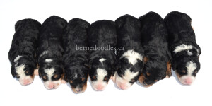 bernedoodles, bernedoodle puppies, bernedoodlees for sale, bernedoodles in canada, tri colour bernedoodles, tri colour, tri colour bernedoodles, tri colour bernedoodles, bernedoodles, bernedoodle breeders, bernedoodle breeders, bernedoodles, bernedoodles, bernedoodles. bernedoodle puppies for sale, berniedoodles, bernadoodles, bernesedoodles, bernedoodles, bernedoodles, bernedoodles, bernedoodle, bernedoodle, bernedoodle, bernedoodle, bernedoodle, bernedoodle puppies, bernedoodle breeders, bernedoodles, bernedoodle puppies, available bernedoodle puppies, available Bernedoodle puppies, tri colour bernedoodle,bernedoodle, bernedoodle, bernedoodle, bernedoodle, bernedoodles, bernedoodle puppies Ontario, bernedoodle, bernedooodle, bernedoodle, bernedoodle, bernedoodle, bernedoodle, bernedoodles, bernedoodle puppies, bernedoodle puppy, bernedoodle breeder in Canada, bernedoodle breeder in Ontario, bernedoodles, bernedoodles for sale, bernedoodles, Willow Brooke Bernedoodles, bernadoodles, available puppies, available Bernedoodle puppies, bernedoodles British Columbia, bernedoodles Alberta, bernedoodles Ontario, bernedoodles Toronto, bernedoodles Quebec, bernedoodles Nova Scotia, bernedoodles Newfoundland, bernedoodles New Brunswick, Bernese mountain dog, labradoodles, goldendoodles, bernedoodles, swiss ridge, swiss ridge kennel, swiss ridge bernedoodles, bernadoodles, berniedoodles, bernedoodles for sale, bernedoodles, bernedoodle, bernedoodle, bernedoodle, bernedoodle, bernedoodle, bernedoodle, bernedoodles, bernedoodles, bernedoodles, bernedoodle, bernedoodle puppy, bernedoodles Toronto, bernedoodles, bernedoodles, bernedoodle, bernedoodles, bernedoodle, bernedoodle, bernedoodle, bernedoodle, bernedoodle, bernedoodle, bernedoodles, bernedoodle, bernedoodles, bernedoodles, bernedoodles, Willow Brooke Bernedoodles, available Bernedoodle puppies, Bernedoodles Canada, bernedoodle, burnadoodle, berniedoodle, bernadoodle, bernadoodle, bernedoodle, bernedoodles, Bernedoodles, Bernese Mountain Dog, Poodle, Standard Poodle, Moyan Poodle, Mini Bernedoodle, Medium Bernedoodle, Standard Bernedoodle, Bernedoodles, bernedoodle, Bernedoodle Canada, bernedoodles bernedoodles bernedoodles, bernedoodles, Willow Brooke Bernedoodles, available bernedoodles, available Bernedoodles, Bernedoodles, bernedoodles, bernedoodle, bernedoodle, bernedoodles, bernedoodle, bernedoodle, bernedoodles, bernedoodle puppy, bernedoodle, bernedoodle, bernedoodles, bernedoodles, bernedoodle, bernedoodle, bernedoodles, bernedoodle puppies, bernedoodle breeder, Ontario bernedoodle puppies, bernedoodles for sale, available bernedoodle puppies, bernedoodle litters, bernedoodles in New York, bernedoodle, bernedoodle puppy, bernedoodle puppies, bernedoodles Ontario, bernedoodle, bernadoodle, bernadoodle, bernedoodles, bernedoodle puppies for sale, puppies for sale, bernedoodle, berniedoodle, bernedoodles in ontario, bernedoodles in Canada