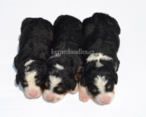 bernedoodles, bernedoodle puppies, bernedoodlees for sale, bernedoodles in canada, tri colour bernedoodles, tri colour, tri colour bernedoodles, tri colour bernedoodles, bernedoodles, bernedoodle breeders, bernedoodle breeders, bernedoodles, bernedoodles, bernedoodles. bernedoodle puppies for sale, berniedoodles, bernadoodles, bernesedoodles, bernedoodles, bernedoodles, bernedoodles, bernedoodle, bernedoodle, bernedoodle, bernedoodle, bernedoodle, bernedoodle puppies, bernedoodle breeders, bernedoodles, bernedoodle puppies, available bernedoodle puppies, available Bernedoodle puppies, tri colour bernedoodle,bernedoodle, bernedoodle, bernedoodle, bernedoodle, bernedoodles, bernedoodle puppies Ontario, bernedoodle, bernedooodle, bernedoodle, bernedoodle, bernedoodle, bernedoodle, bernedoodles, bernedoodle puppies, bernedoodle puppy, bernedoodle breeder in Canada, bernedoodle breeder in Ontario, bernedoodles, bernedoodles for sale, bernedoodles, Willow Brooke Bernedoodles, bernadoodles, available puppies, available Bernedoodle puppies, bernedoodles British Columbia, bernedoodles Alberta, bernedoodles Ontario, bernedoodles Toronto, bernedoodles Quebec, bernedoodles Nova Scotia, bernedoodles Newfoundland, bernedoodles New Brunswick, Bernese mountain dog, labradoodles, goldendoodles, bernedoodles, swiss ridge, swiss ridge kennel, swiss ridge bernedoodles, bernadoodles, berniedoodles, bernedoodles for sale, bernedoodles, bernedoodle, bernedoodle, bernedoodle, bernedoodle, bernedoodle, bernedoodle, bernedoodles, bernedoodles, bernedoodles, bernedoodle, bernedoodle puppy, bernedoodles Toronto, bernedoodles, bernedoodles, bernedoodle, bernedoodles, bernedoodle, bernedoodle, bernedoodle, bernedoodle, bernedoodle, bernedoodle, bernedoodles, bernedoodle, bernedoodles, bernedoodles, bernedoodles, Willow Brooke Bernedoodles, available Bernedoodle puppies, Bernedoodles Canada, bernedoodle, burnadoodle, berniedoodle, bernadoodle, bernadoodle, bernedoodle, bernedoodles, Bernedoodles, Bernese Mountain Dog, Poodle, Standard Poodle, Moyan Poodle, Mini Bernedoodle, Medium Bernedoodle, Standard Bernedoodle, Bernedoodles, bernedoodle, Bernedoodle Canada, bernedoodles bernedoodles bernedoodles, bernedoodles, Willow Brooke Bernedoodles, available bernedoodles, available Bernedoodles, Bernedoodles, bernedoodles, bernedoodle, bernedoodle, bernedoodles, bernedoodle, bernedoodle, bernedoodles, bernedoodle puppy, bernedoodle, bernedoodle, bernedoodles, bernedoodles, bernedoodle, bernedoodle, bernedoodles, bernedoodle puppies, bernedoodle breeder, Ontario bernedoodle puppies, bernedoodles for sale, available bernedoodle puppies, bernedoodle litters, bernedoodles in New York, bernedoodle, bernedoodle puppy, bernedoodle puppies, bernedoodles Ontario, bernedoodle, bernadoodle, bernadoodle, bernedoodles, bernedoodle puppies for sale, puppies for sale, bernedoodle, berniedoodle, bernedoodles in ontario, bernedoodles in Canada