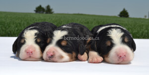 bernedoodles, bernedoodle puppies, bernedoodlees for sale, bernedoodles in canada, tri colour bernedoodles, tri colour, tri colour bernedoodles, tri colour bernedoodles, bernedoodles, bernedoodle breeders, bernedoodle breeders, bernedoodles, bernedoodles, bernedoodles. bernedoodle puppies for sale, berniedoodles, bernadoodles, bernesedoodles, bernedoodles, bernedoodles, bernedoodles, bernedoodle, bernedoodle, bernedoodle, bernedoodle, bernedoodle, bernedoodle puppies, bernedoodle breeders, bernedoodles, bernedoodle puppies, available bernedoodle puppies, available Bernedoodle puppies, tri colour bernedoodle,bernedoodle, bernedoodle, bernedoodle, bernedoodle, bernedoodles, bernedoodle puppies Ontario, bernedoodle, bernedooodle, bernedoodle, bernedoodle, bernedoodle, bernedoodle, bernedoodles, bernedoodle puppies, bernedoodle puppy, bernedoodle breeder in Canada, bernedoodle breeder in Ontario, bernedoodles, bernedoodles for sale, bernedoodles, Willow Brooke Bernedoodles, bernadoodles, available puppies, available Bernedoodle puppies, bernedoodles British Columbia, bernedoodles Alberta, bernedoodles Ontario, bernedoodles Toronto, bernedoodles Quebec, bernedoodles Nova Scotia, bernedoodles Newfoundland, bernedoodles New Brunswick, Bernese mountain dog, labradoodles, goldendoodles, bernedoodles, swiss ridge, swiss ridge kennel, swiss ridge bernedoodles, bernadoodles, berniedoodles, bernedoodles for sale, bernedoodles, bernedoodle, bernedoodle, bernedoodle, bernedoodle, bernedoodle, bernedoodle, bernedoodles, bernedoodles, bernedoodles, bernedoodle, bernedoodle puppy, bernedoodles Toronto, bernedoodles, bernedoodles, bernedoodle, bernedoodles, bernedoodle, bernedoodle, bernedoodle, bernedoodle, bernedoodle, bernedoodle, bernedoodles, bernedoodle, bernedoodles, bernedoodles, bernedoodles, Willow Brooke Bernedoodles, available Bernedoodle puppies, Bernedoodles Canada, bernedoodle, burnadoodle, berniedoodle, bernadoodle, bernadoodle, bernedoodle, bernedoodles, Bernedoodles, Bernese Mountain Dog, Poodle, Standard Poodle, Moyan Poodle, Mini Bernedoodle, Medium Bernedoodle, Standard Bernedoodle, Bernedoodles, bernedoodle, Bernedoodle Canada, bernedoodles bernedoodles bernedoodles, bernedoodles, Willow Brooke Bernedoodles, available bernedoodles, available Bernedoodles, Bernedoodles, bernedoodles, bernedoodle, bernedoodle, bernedoodles, bernedoodle, bernedoodle, bernedoodles, bernedoodle puppy, bernedoodle, bernedoodle, bernedoodles, bernedoodles, bernedoodle, bernedoodle, bernedoodles, bernedoodle puppies, bernedoodle breeder, Ontario bernedoodle puppies, bernedoodles for sale, available bernedoodle puppies, bernedoodle litters, bernedoodles in New York, bernedoodle, bernedoodle puppy, bernedoodle puppies, bernedoodles Ontario, bernedoodle, bernadoodle, bernadoodle, bernedoodles, bernedoodle puppies for sale, puppies for sale, bernedoodle, berniedoodle, bernedoodles in ontario, bernedoodles in Canada