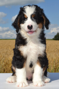 bernedoodles, bernedoodle puppies, bernedoodlees for sale, bernedoodles in canada, tri colour bernedoodles, tri colour, tri colour bernedoodles, tri colour bernedoodles, bernedoodles, bernedoodle breeders, bernedoodle breeders, bernedoodles, bernedoodles, bernedoodles. bernedoodle puppies for sale, berniedoodles, bernadoodles, bernesedoodles, bernedoodles, bernedoodles, bernedoodles, bernedoodle, bernedoodle, bernedoodle, bernedoodle, bernedoodle, bernedoodle puppies, bernedoodle breeders, bernedoodles, bernedoodle puppies, available bernedoodle puppies, available Bernedoodle puppies, tri colour bernedoodle,bernedoodle, bernedoodle, bernedoodle, bernedoodle, bernedoodles, bernedoodle puppies Ontario, bernedoodle, bernedooodle, bernedoodle, bernedoodle, bernedoodle, bernedoodle, bernedoodles, bernedoodle puppies, bernedoodle puppy, bernedoodle breeder in Canada, bernedoodle breeder in Ontario, bernedoodles, bernedoodles for sale,  bernedoodles, Willow Brooke Bernedoodles, bernadoodles, available puppies, available Bernedoodle puppies, bernedoodles British Columbia, bernedoodles Alberta, bernedoodles Ontario, bernedoodles Toronto, bernedoodles Quebec, bernedoodles Nova Scotia, bernedoodles Newfoundland, bernedoodles New Brunswick, Bernese mountain dog, labradoodles, goldendoodles, bernedoodles, swiss ridge, swiss ridge kennel, swiss ridge bernedoodles, bernadoodles, berniedoodles, bernedoodles for sale, bernedoodles, bernedoodle, bernedoodle, bernedoodle, bernedoodle, bernedoodle, bernedoodle, bernedoodles, bernedoodles, bernedoodles, bernedoodle, bernedoodle puppy, bernedoodles Toronto, bernedoodles, bernedoodles, bernedoodle, bernedoodles, bernedoodle, bernedoodle, bernedoodle, bernedoodle, bernedoodle, bernedoodle, bernedoodles, bernedoodle, bernedoodles, bernedoodles, bernedoodles, Willow Brooke Bernedoodles, available Bernedoodle puppies, Bernedoodles Canada, bernedoodle, burnadoodle, berniedoodle, bernadoodle, bernadoodle, bernedoodle, bernedoodles, Bernedoodles, Bernese Mountain Dog, Poodle, Standard Poodle, Moyan Poodle, Mini Bernedoodle, Medium Bernedoodle, Standard Bernedoodle, Bernedoodles, bernedoodle, Bernedoodle Canada, bernedoodles bernedoodles bernedoodles, bernedoodles, Willow Brooke Bernedoodles, available bernedoodles, available Bernedoodles, Bernedoodles, bernedoodles, bernedoodle, bernedoodle, bernedoodles, bernedoodle, bernedoodle, bernedoodles, bernedoodle puppy, bernedoodle, bernedoodle, bernedoodles, bernedoodles, bernedoodle, bernedoodle, bernedoodles, bernedoodle puppies, bernedoodle breeder, Ontario bernedoodle puppies, bernedoodles for sale, available bernedoodle puppies, bernedoodle litters, bernedoodles in New York, bernedoodle, bernedoodle puppy, bernedoodle puppies, bernedoodles Ontario, bernedoodle, bernadoodle, bernadoodle, bernedoodles, bernedoodle puppies for sale, puppies for sale, bernedoodle, berniedoodle, bernedoodles in ontario, bernedoodles in Canada