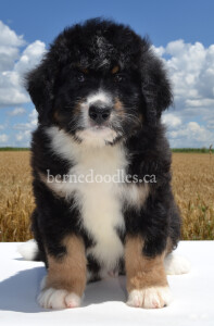 bernedoodles, bernedoodle puppies, bernedoodlees for sale, bernedoodles in canada, tri colour bernedoodles, tri colour, tri colour bernedoodles, tri colour bernedoodles, bernedoodles, bernedoodle breeders, bernedoodle breeders, bernedoodles, bernedoodles, bernedoodles. bernedoodle puppies for sale, berniedoodles, bernadoodles, bernesedoodles, bernedoodles, bernedoodles, bernedoodles, bernedoodle, bernedoodle, bernedoodle, bernedoodle, bernedoodle, bernedoodle puppies, bernedoodle breeders, bernedoodles, bernedoodle puppies, available bernedoodle puppies, available Bernedoodle puppies, tri colour bernedoodle,bernedoodle, bernedoodle, bernedoodle, bernedoodle, bernedoodles, bernedoodle puppies Ontario, bernedoodle, bernedooodle, bernedoodle, bernedoodle, bernedoodle, bernedoodle, bernedoodles, bernedoodle puppies, bernedoodle puppy, bernedoodle breeder in Canada, bernedoodle breeder in Ontario, bernedoodles, bernedoodles for sale,  bernedoodles, Willow Brooke Bernedoodles, bernadoodles, available puppies, available Bernedoodle puppies, bernedoodles British Columbia, bernedoodles Alberta, bernedoodles Ontario, bernedoodles Toronto, bernedoodles Quebec, bernedoodles Nova Scotia, bernedoodles Newfoundland, bernedoodles New Brunswick, Bernese mountain dog, labradoodles, goldendoodles, bernedoodles, swiss ridge, swiss ridge kennel, swiss ridge bernedoodles, bernadoodles, berniedoodles, bernedoodles for sale, bernedoodles, bernedoodle, bernedoodle, bernedoodle, bernedoodle, bernedoodle, bernedoodle, bernedoodles, bernedoodles, bernedoodles, bernedoodle, bernedoodle puppy, bernedoodles Toronto, bernedoodles, bernedoodles, bernedoodle, bernedoodles, bernedoodle, bernedoodle, bernedoodle, bernedoodle, bernedoodle, bernedoodle, bernedoodles, bernedoodle, bernedoodles, bernedoodles, bernedoodles, Willow Brooke Bernedoodles, available Bernedoodle puppies, Bernedoodles Canada, bernedoodle, burnadoodle, berniedoodle, bernadoodle, bernadoodle, bernedoodle, bernedoodles, Bernedoodles, Bernese Mountain Dog, Poodle, Standard Poodle, Moyan Poodle, Mini Bernedoodle, Medium Bernedoodle, Standard Bernedoodle, Bernedoodles, bernedoodle, Bernedoodle Canada, bernedoodles bernedoodles bernedoodles, bernedoodles, Willow Brooke Bernedoodles, available bernedoodles, available Bernedoodles, Bernedoodles, bernedoodles, bernedoodle, bernedoodle, bernedoodles, bernedoodle, bernedoodle, bernedoodles, bernedoodle puppy, bernedoodle, bernedoodle, bernedoodles, bernedoodles, bernedoodle, bernedoodle, bernedoodles, bernedoodle puppies, bernedoodle breeder, Ontario bernedoodle puppies, bernedoodles for sale, available bernedoodle puppies, bernedoodle litters, bernedoodles in New York, bernedoodle, bernedoodle puppy, bernedoodle puppies, bernedoodles Ontario, bernedoodle, bernadoodle, bernadoodle, bernedoodles, bernedoodle puppies for sale, puppies for sale, bernedoodle, berniedoodle, bernedoodles in ontario, bernedoodles in Canada