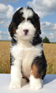 bernedoodles, bernedoodle puppies, bernedoodlees for sale, bernedoodles in canada, tri colour bernedoodles, tri colour, tri colour bernedoodles, tri colour bernedoodles, bernedoodles, bernedoodle breeders, bernedoodle breeders, bernedoodles, bernedoodles, bernedoodles. bernedoodle puppies for sale, berniedoodles, bernadoodles, bernesedoodles, bernedoodles, bernedoodles, bernedoodles, bernedoodle, bernedoodle, bernedoodle, bernedoodle, bernedoodle, bernedoodle puppies, bernedoodle breeders, bernedoodles, bernedoodle puppies, available bernedoodle puppies, available Bernedoodle puppies, tri colour bernedoodle,bernedoodle, bernedoodle, bernedoodle, bernedoodle, bernedoodles, bernedoodle puppies Ontario, bernedoodle, bernedooodle, bernedoodle, bernedoodle, bernedoodle, bernedoodle, bernedoodles, bernedoodle puppies, bernedoodle puppy, bernedoodle breeder in Canada, bernedoodle breeder in Ontario, bernedoodles, bernedoodles for sale,  bernedoodles, Willow Brooke Bernedoodles, bernadoodles, available puppies, available Bernedoodle puppies, bernedoodles British Columbia, bernedoodles Alberta, bernedoodles Ontario, bernedoodles Toronto, bernedoodles Quebec, bernedoodles Nova Scotia, bernedoodles Newfoundland, bernedoodles New Brunswick, Bernese mountain dog, labradoodles, goldendoodles, bernedoodles, swiss ridge, swiss ridge kennel, swiss ridge bernedoodles, bernadoodles, berniedoodles, bernedoodles for sale, bernedoodles, bernedoodle, bernedoodle, bernedoodle, bernedoodle, bernedoodle, bernedoodle, bernedoodles, bernedoodles, bernedoodles, bernedoodle, bernedoodle puppy, bernedoodles Toronto, bernedoodles, bernedoodles, bernedoodle, bernedoodles, bernedoodle, bernedoodle, bernedoodle, bernedoodle, bernedoodle, bernedoodle, bernedoodles, bernedoodle, bernedoodles, bernedoodles, bernedoodles, Willow Brooke Bernedoodles, available Bernedoodle puppies, Bernedoodles Canada, bernedoodle, burnadoodle, berniedoodle, bernadoodle, bernadoodle, bernedoodle, bernedoodles, Bernedoodles, Bernese Mountain Dog, Poodle, Standard Poodle, Moyan Poodle, Mini Bernedoodle, Medium Bernedoodle, Standard Bernedoodle, Bernedoodles, bernedoodle, Bernedoodle Canada, bernedoodles bernedoodles bernedoodles, bernedoodles, Willow Brooke Bernedoodles, available bernedoodles, available Bernedoodles, Bernedoodles, bernedoodles, bernedoodle, bernedoodle, bernedoodles, bernedoodle, bernedoodle, bernedoodles, bernedoodle puppy, bernedoodle, bernedoodle, bernedoodles, bernedoodles, bernedoodle, bernedoodle, bernedoodles, bernedoodle puppies, bernedoodle breeder, Ontario bernedoodle puppies, bernedoodles for sale, available bernedoodle puppies, bernedoodle litters, bernedoodles in New York, bernedoodle, bernedoodle puppy, bernedoodle puppies, bernedoodles Ontario, bernedoodle, bernadoodle, bernadoodle, bernedoodles, bernedoodle puppies for sale, puppies for sale, bernedoodle, berniedoodle, bernedoodles in ontario, bernedoodles in Canada