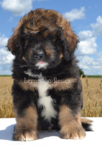 bernedoodles, bernedoodle puppies, bernedoodlees for sale, bernedoodles in canada, tri colour bernedoodles, tri colour, tri colour bernedoodles, tri colour bernedoodles, bernedoodles, bernedoodle breeders, bernedoodle breeders, bernedoodles, bernedoodles, bernedoodles. bernedoodle puppies for sale, berniedoodles, bernadoodles, bernesedoodles, bernedoodles, bernedoodles, bernedoodles, bernedoodle, bernedoodle, bernedoodle, bernedoodle, bernedoodle, bernedoodle puppies, bernedoodle breeders, bernedoodles, bernedoodle puppies, available bernedoodle puppies, available Bernedoodle puppies, tri colour bernedoodle,bernedoodle, bernedoodle, bernedoodle, bernedoodle, bernedoodles, bernedoodle puppies Ontario, bernedoodle, bernedooodle, bernedoodle, bernedoodle, bernedoodle, bernedoodle, bernedoodles, bernedoodle puppies, bernedoodle puppy, bernedoodle breeder in Canada, bernedoodle breeder in Ontario, bernedoodles, bernedoodles for sale,  bernedoodles, Willow Brooke Bernedoodles, bernadoodles, available puppies, available Bernedoodle puppies, bernedoodles British Columbia, bernedoodles Alberta, bernedoodles Ontario, bernedoodles Toronto, bernedoodles Quebec, bernedoodles Nova Scotia, bernedoodles Newfoundland, bernedoodles New Brunswick, Bernese mountain dog, labradoodles, goldendoodles, bernedoodles, swiss ridge, swiss ridge kennel, swiss ridge bernedoodles, bernadoodles, berniedoodles, bernedoodles for sale, bernedoodles, bernedoodle, bernedoodle, bernedoodle, bernedoodle, bernedoodle, bernedoodle, bernedoodles, bernedoodles, bernedoodles, bernedoodle, bernedoodle puppy, bernedoodles Toronto, bernedoodles, bernedoodles, bernedoodle, bernedoodles, bernedoodle, bernedoodle, bernedoodle, bernedoodle, bernedoodle, bernedoodle, bernedoodles, bernedoodle, bernedoodles, bernedoodles, bernedoodles, Willow Brooke Bernedoodles, available Bernedoodle puppies, Bernedoodles Canada, bernedoodle, burnadoodle, berniedoodle, bernadoodle, bernadoodle, bernedoodle, bernedoodles, Bernedoodles, Bernese Mountain Dog, Poodle, Standard Poodle, Moyan Poodle, Mini Bernedoodle, Medium Bernedoodle, Standard Bernedoodle, Bernedoodles, bernedoodle, Bernedoodle Canada, bernedoodles bernedoodles bernedoodles, bernedoodles, Willow Brooke Bernedoodles, available bernedoodles, available Bernedoodles, Bernedoodles, bernedoodles, bernedoodle, bernedoodle, bernedoodles, bernedoodle, bernedoodle, bernedoodles, bernedoodle puppy, bernedoodle, bernedoodle, bernedoodles, bernedoodles, bernedoodle, bernedoodle, bernedoodles, bernedoodle puppies, bernedoodle breeder, Ontario bernedoodle puppies, bernedoodles for sale, available bernedoodle puppies, bernedoodle litters, bernedoodles in New York, bernedoodle, bernedoodle puppy, bernedoodle puppies, bernedoodles Ontario, bernedoodle, bernadoodle, bernadoodle, bernedoodles, bernedoodle puppies for sale, puppies for sale, bernedoodle, berniedoodle, bernedoodles in ontario, bernedoodles in Canada