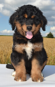 bernedoodles, bernedoodle puppies, bernedoodlees for sale, bernedoodles in canada, tri colour bernedoodles, tri colour, tri colour bernedoodles, tri colour bernedoodles, bernedoodles, bernedoodle breeders, bernedoodle breeders, bernedoodles, bernedoodles, bernedoodles. bernedoodle puppies for sale, berniedoodles, bernadoodles, bernesedoodles, bernedoodles, bernedoodles, bernedoodles, bernedoodle, bernedoodle, bernedoodle, bernedoodle, bernedoodle, bernedoodle puppies, bernedoodle breeders, bernedoodles, bernedoodle puppies, available bernedoodle puppies, available Bernedoodle puppies, tri colour bernedoodle,bernedoodle, bernedoodle, bernedoodle, bernedoodle, bernedoodles, bernedoodle puppies Ontario, bernedoodle, bernedooodle, bernedoodle, bernedoodle, bernedoodle, bernedoodle, bernedoodles, bernedoodle puppies, bernedoodle puppy, bernedoodle breeder in Canada, bernedoodle breeder in Ontario, bernedoodles, bernedoodles for sale,  bernedoodles, Willow Brooke Bernedoodles, bernadoodles, available puppies, available Bernedoodle puppies, bernedoodles British Columbia, bernedoodles Alberta, bernedoodles Ontario, bernedoodles Toronto, bernedoodles Quebec, bernedoodles Nova Scotia, bernedoodles Newfoundland, bernedoodles New Brunswick, Bernese mountain dog, labradoodles, goldendoodles, bernedoodles, swiss ridge, swiss ridge kennel, swiss ridge bernedoodles, bernadoodles, berniedoodles, bernedoodles for sale, bernedoodles, bernedoodle, bernedoodle, bernedoodle, bernedoodle, bernedoodle, bernedoodle, bernedoodles, bernedoodles, bernedoodles, bernedoodle, bernedoodle puppy, bernedoodles Toronto, bernedoodles, bernedoodles, bernedoodle, bernedoodles, bernedoodle, bernedoodle, bernedoodle, bernedoodle, bernedoodle, bernedoodle, bernedoodles, bernedoodle, bernedoodles, bernedoodles, bernedoodles, Willow Brooke Bernedoodles, available Bernedoodle puppies, Bernedoodles Canada, bernedoodle, burnadoodle, berniedoodle, bernadoodle, bernadoodle, bernedoodle, bernedoodles, Bernedoodles, Bernese Mountain Dog, Poodle, Standard Poodle, Moyan Poodle, Mini Bernedoodle, Medium Bernedoodle, Standard Bernedoodle, Bernedoodles, bernedoodle, Bernedoodle Canada, bernedoodles bernedoodles bernedoodles, bernedoodles, Willow Brooke Bernedoodles, available bernedoodles, available Bernedoodles, Bernedoodles, bernedoodles, bernedoodle, bernedoodle, bernedoodles, bernedoodle, bernedoodle, bernedoodles, bernedoodle puppy, bernedoodle, bernedoodle, bernedoodles, bernedoodles, bernedoodle, bernedoodle, bernedoodles, bernedoodle puppies, bernedoodle breeder, Ontario bernedoodle puppies, bernedoodles for sale, available bernedoodle puppies, bernedoodle litters, bernedoodles in New York, bernedoodle, bernedoodle puppy, bernedoodle puppies, bernedoodles Ontario, bernedoodle, bernadoodle, bernadoodle, bernedoodles, bernedoodle puppies for sale, puppies for sale, bernedoodle, berniedoodle, bernedoodles in ontario, bernedoodles in Canada