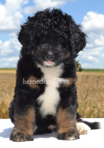 bernedoodles, bernedoodle puppies, bernedoodlees for sale, bernedoodles in canada, tri colour bernedoodles, tri colour, tri colour bernedoodles, tri colour bernedoodles, bernedoodles, bernedoodle breeders, bernedoodle breeders, bernedoodles, bernedoodles, bernedoodles. bernedoodle puppies for sale, berniedoodles, bernadoodles, bernesedoodles, bernedoodles, bernedoodles, bernedoodles, bernedoodle, bernedoodle, bernedoodle, bernedoodle, bernedoodle, bernedoodle puppies, bernedoodle breeders, bernedoodles, bernedoodle puppies, available bernedoodle puppies, available Bernedoodle puppies, tri colour bernedoodle,bernedoodle, bernedoodle, bernedoodle, bernedoodle, bernedoodles, bernedoodle puppies Ontario, bernedoodle, bernedooodle, bernedoodle, bernedoodle, bernedoodle, bernedoodle, bernedoodles, bernedoodle puppies, bernedoodle puppy, bernedoodle breeder in Canada, bernedoodle breeder in Ontario, bernedoodles, bernedoodles for sale,  bernedoodles, Willow Brooke Bernedoodles, bernadoodles, available puppies, available Bernedoodle puppies, bernedoodles British Columbia, bernedoodles Alberta, bernedoodles Ontario, bernedoodles Toronto, bernedoodles Quebec, bernedoodles Nova Scotia, bernedoodles Newfoundland, bernedoodles New Brunswick, Bernese mountain dog, labradoodles, goldendoodles, bernedoodles, swiss ridge, swiss ridge kennel, swiss ridge bernedoodles, bernadoodles, berniedoodles, bernedoodles for sale, bernedoodles, bernedoodle, bernedoodle, bernedoodle, bernedoodle, bernedoodle, bernedoodle, bernedoodles, bernedoodles, bernedoodles, bernedoodle, bernedoodle puppy, bernedoodles Toronto, bernedoodles, bernedoodles, bernedoodle, bernedoodles, bernedoodle, bernedoodle, bernedoodle, bernedoodle, bernedoodle, bernedoodle, bernedoodles, bernedoodle, bernedoodles, bernedoodles, bernedoodles, Willow Brooke Bernedoodles, available Bernedoodle puppies, Bernedoodles Canada, bernedoodle, burnadoodle, berniedoodle, bernadoodle, bernadoodle, bernedoodle, bernedoodles, Bernedoodles, Bernese Mountain Dog, Poodle, Standard Poodle, Moyan Poodle, Mini Bernedoodle, Medium Bernedoodle, Standard Bernedoodle, Bernedoodles, bernedoodle, Bernedoodle Canada, bernedoodles bernedoodles bernedoodles, bernedoodles, Willow Brooke Bernedoodles, available bernedoodles, available Bernedoodles, Bernedoodles, bernedoodles, bernedoodle, bernedoodle, bernedoodles, bernedoodle, bernedoodle, bernedoodles, bernedoodle puppy, bernedoodle, bernedoodle, bernedoodles, bernedoodles, bernedoodle, bernedoodle, bernedoodles, bernedoodle puppies, bernedoodle breeder, Ontario bernedoodle puppies, bernedoodles for sale, available bernedoodle puppies, bernedoodle litters, bernedoodles in New York, bernedoodle, bernedoodle puppy, bernedoodle puppies, bernedoodles Ontario, bernedoodle, bernadoodle, bernadoodle, bernedoodles, bernedoodle puppies for sale, puppies for sale, bernedoodle, berniedoodle, bernedoodles in ontario, bernedoodles in Canada