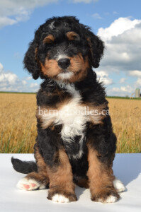 bernedoodles, bernedoodle puppies, bernedoodlees for sale, bernedoodles in canada, tri colour bernedoodles, tri colour, tri colour bernedoodles, tri colour bernedoodles, bernedoodles, bernedoodle breeders, bernedoodle breeders, bernedoodles, bernedoodles, bernedoodles. bernedoodle puppies for sale, berniedoodles, bernadoodles, bernesedoodles, bernedoodles, bernedoodles, bernedoodles, bernedoodle, bernedoodle, bernedoodle, bernedoodle, bernedoodle, bernedoodle puppies, bernedoodle breeders, bernedoodles, bernedoodle puppies, available bernedoodle puppies, available Bernedoodle puppies, tri colour bernedoodle,bernedoodle, bernedoodle, bernedoodle, bernedoodle, bernedoodles, bernedoodle puppies Ontario, bernedoodle, bernedooodle, bernedoodle, bernedoodle, bernedoodle, bernedoodle, bernedoodles, bernedoodle puppies, bernedoodle puppy, bernedoodle breeder in Canada, bernedoodle breeder in Ontario, bernedoodles, bernedoodles for sale,  bernedoodles, Willow Brooke Bernedoodles, bernadoodles, available puppies, available Bernedoodle puppies, bernedoodles British Columbia, bernedoodles Alberta, bernedoodles Ontario, bernedoodles Toronto, bernedoodles Quebec, bernedoodles Nova Scotia, bernedoodles Newfoundland, bernedoodles New Brunswick, Bernese mountain dog, labradoodles, goldendoodles, bernedoodles, swiss ridge, swiss ridge kennel, swiss ridge bernedoodles, bernadoodles, berniedoodles, bernedoodles for sale, bernedoodles, bernedoodle, bernedoodle, bernedoodle, bernedoodle, bernedoodle, bernedoodle, bernedoodles, bernedoodles, bernedoodles, bernedoodle, bernedoodle puppy, bernedoodles Toronto, bernedoodles, bernedoodles, bernedoodle, bernedoodles, bernedoodle, bernedoodle, bernedoodle, bernedoodle, bernedoodle, bernedoodle, bernedoodles, bernedoodle, bernedoodles, bernedoodles, bernedoodles, Willow Brooke Bernedoodles, available Bernedoodle puppies, Bernedoodles Canada, bernedoodle, burnadoodle, berniedoodle, bernadoodle, bernadoodle, bernedoodle, bernedoodles, Bernedoodles, Bernese Mountain Dog, Poodle, Standard Poodle, Moyan Poodle, Mini Bernedoodle, Medium Bernedoodle, Standard Bernedoodle, Bernedoodles, bernedoodle, Bernedoodle Canada, bernedoodles bernedoodles bernedoodles, bernedoodles, Willow Brooke Bernedoodles, available bernedoodles, available Bernedoodles, Bernedoodles, bernedoodles, bernedoodle, bernedoodle, bernedoodles, bernedoodle, bernedoodle, bernedoodles, bernedoodle puppy, bernedoodle, bernedoodle, bernedoodles, bernedoodles, bernedoodle, bernedoodle, bernedoodles, bernedoodle puppies, bernedoodle breeder, Ontario bernedoodle puppies, bernedoodles for sale, available bernedoodle puppies, bernedoodle litters, bernedoodles in New York, bernedoodle, bernedoodle puppy, bernedoodle puppies, bernedoodles Ontario, bernedoodle, bernadoodle, bernadoodle, bernedoodles, bernedoodle puppies for sale, puppies for sale, bernedoodle, berniedoodle, bernedoodles in ontario, bernedoodles in Canada