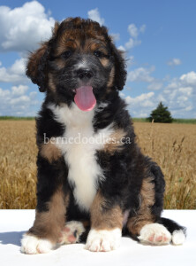 bernedoodles, bernedoodle puppies, bernedoodlees for sale, bernedoodles in canada, tri colour bernedoodles, tri colour, tri colour bernedoodles, tri colour bernedoodles, bernedoodles, bernedoodle breeders, bernedoodle breeders, bernedoodles, bernedoodles, bernedoodles. bernedoodle puppies for sale, berniedoodles, bernadoodles, bernesedoodles, bernedoodles, bernedoodles, bernedoodles, bernedoodle, bernedoodle, bernedoodle, bernedoodle, bernedoodle, bernedoodle puppies, bernedoodle breeders, bernedoodles, bernedoodle puppies, available bernedoodle puppies, available Bernedoodle puppies, tri colour bernedoodle,bernedoodle, bernedoodle, bernedoodle, bernedoodle, bernedoodles, bernedoodle puppies Ontario, bernedoodle, bernedooodle, bernedoodle, bernedoodle, bernedoodle, bernedoodle, bernedoodles, bernedoodle puppies, bernedoodle puppy, bernedoodle breeder in Canada, bernedoodle breeder in Ontario, bernedoodles, bernedoodles for sale,  bernedoodles, Willow Brooke Bernedoodles, bernadoodles, available puppies, available Bernedoodle puppies, bernedoodles British Columbia, bernedoodles Alberta, bernedoodles Ontario, bernedoodles Toronto, bernedoodles Quebec, bernedoodles Nova Scotia, bernedoodles Newfoundland, bernedoodles New Brunswick, Bernese mountain dog, labradoodles, goldendoodles, bernedoodles, swiss ridge, swiss ridge kennel, swiss ridge bernedoodles, bernadoodles, berniedoodles, bernedoodles for sale, bernedoodles, bernedoodle, bernedoodle, bernedoodle, bernedoodle, bernedoodle, bernedoodle, bernedoodles, bernedoodles, bernedoodles, bernedoodle, bernedoodle puppy, bernedoodles Toronto, bernedoodles, bernedoodles, bernedoodle, bernedoodles, bernedoodle, bernedoodle, bernedoodle, bernedoodle, bernedoodle, bernedoodle, bernedoodles, bernedoodle, bernedoodles, bernedoodles, bernedoodles, Willow Brooke Bernedoodles, available Bernedoodle puppies, Bernedoodles Canada, bernedoodle, burnadoodle, berniedoodle, bernadoodle, bernadoodle, bernedoodle, bernedoodles, Bernedoodles, Bernese Mountain Dog, Poodle, Standard Poodle, Moyan Poodle, Mini Bernedoodle, Medium Bernedoodle, Standard Bernedoodle, Bernedoodles, bernedoodle, Bernedoodle Canada, bernedoodles bernedoodles bernedoodles, bernedoodles, Willow Brooke Bernedoodles, available bernedoodles, available Bernedoodles, Bernedoodles, bernedoodles, bernedoodle, bernedoodle, bernedoodles, bernedoodle, bernedoodle, bernedoodles, bernedoodle puppy, bernedoodle, bernedoodle, bernedoodles, bernedoodles, bernedoodle, bernedoodle, bernedoodles, bernedoodle puppies, bernedoodle breeder, Ontario bernedoodle puppies, bernedoodles for sale, available bernedoodle puppies, bernedoodle litters, bernedoodles in New York, bernedoodle, bernedoodle puppy, bernedoodle puppies, bernedoodles Ontario, bernedoodle, bernadoodle, bernadoodle, bernedoodles, bernedoodle puppies for sale, puppies for sale, bernedoodle, berniedoodle, bernedoodles in ontario, bernedoodles in Canada