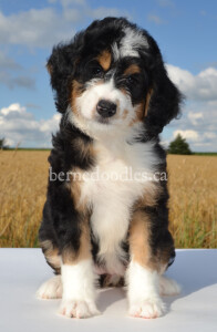 bernedoodles, bernedoodle puppies, bernedoodlees for sale, bernedoodles in canada, tri colour bernedoodles, tri colour, tri colour bernedoodles, tri colour bernedoodles, bernedoodles, bernedoodle breeders, bernedoodle breeders, bernedoodles, bernedoodles, bernedoodles. bernedoodle puppies for sale, berniedoodles, bernadoodles, bernesedoodles, bernedoodles, bernedoodles, bernedoodles, bernedoodle, bernedoodle, bernedoodle, bernedoodle, bernedoodle, bernedoodle puppies, bernedoodle breeders, bernedoodles, bernedoodle puppies, available bernedoodle puppies, available Bernedoodle puppies, tri colour bernedoodle,bernedoodle, bernedoodle, bernedoodle, bernedoodle, bernedoodles, bernedoodle puppies Ontario, bernedoodle, bernedooodle, bernedoodle, bernedoodle, bernedoodle, bernedoodle, bernedoodles, bernedoodle puppies, bernedoodle puppy, bernedoodle breeder in Canada, bernedoodle breeder in Ontario, bernedoodles, bernedoodles for sale,  bernedoodles, Willow Brooke Bernedoodles, bernadoodles, available puppies, available Bernedoodle puppies, bernedoodles British Columbia, bernedoodles Alberta, bernedoodles Ontario, bernedoodles Toronto, bernedoodles Quebec, bernedoodles Nova Scotia, bernedoodles Newfoundland, bernedoodles New Brunswick, Bernese mountain dog, labradoodles, goldendoodles, bernedoodles, swiss ridge, swiss ridge kennel, swiss ridge bernedoodles, bernadoodles, berniedoodles, bernedoodles for sale, bernedoodles, bernedoodle, bernedoodle, bernedoodle, bernedoodle, bernedoodle, bernedoodle, bernedoodles, bernedoodles, bernedoodles, bernedoodle, bernedoodle puppy, bernedoodles Toronto, bernedoodles, bernedoodles, bernedoodle, bernedoodles, bernedoodle, bernedoodle, bernedoodle, bernedoodle, bernedoodle, bernedoodle, bernedoodles, bernedoodle, bernedoodles, bernedoodles, bernedoodles, Willow Brooke Bernedoodles, available Bernedoodle puppies, Bernedoodles Canada, bernedoodle, burnadoodle, berniedoodle, bernadoodle, bernadoodle, bernedoodle, bernedoodles, Bernedoodles, Bernese Mountain Dog, Poodle, Standard Poodle, Moyan Poodle, Mini Bernedoodle, Medium Bernedoodle, Standard Bernedoodle, Bernedoodles, bernedoodle, Bernedoodle Canada, bernedoodles bernedoodles bernedoodles, bernedoodles, Willow Brooke Bernedoodles, available bernedoodles, available Bernedoodles, Bernedoodles, bernedoodles, bernedoodle, bernedoodle, bernedoodles, bernedoodle, bernedoodle, bernedoodles, bernedoodle puppy, bernedoodle, bernedoodle, bernedoodles, bernedoodles, bernedoodle, bernedoodle, bernedoodles, bernedoodle puppies, bernedoodle breeder, Ontario bernedoodle puppies, bernedoodles for sale, available bernedoodle puppies, bernedoodle litters, bernedoodles in New York, bernedoodle, bernedoodle puppy, bernedoodle puppies, bernedoodles Ontario, bernedoodle, bernadoodle, bernadoodle, bernedoodles, bernedoodle puppies for sale, puppies for sale, bernedoodle, berniedoodle, bernedoodles in ontario, bernedoodles in Canada