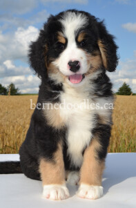 bernedoodles, bernedoodle puppies, bernedoodlees for sale, bernedoodles in canada, tri colour bernedoodles, tri colour, tri colour bernedoodles, tri colour bernedoodles, bernedoodles, bernedoodle breeders, bernedoodle breeders, bernedoodles, bernedoodles, bernedoodles. bernedoodle puppies for sale, berniedoodles, bernadoodles, bernesedoodles, bernedoodles, bernedoodles, bernedoodles, bernedoodle, bernedoodle, bernedoodle, bernedoodle, bernedoodle, bernedoodle puppies, bernedoodle breeders, bernedoodles, bernedoodle puppies, available bernedoodle puppies, available Bernedoodle puppies, tri colour bernedoodle,bernedoodle, bernedoodle, bernedoodle, bernedoodle, bernedoodles, bernedoodle puppies Ontario, bernedoodle, bernedooodle, bernedoodle, bernedoodle, bernedoodle, bernedoodle, bernedoodles, bernedoodle puppies, bernedoodle puppy, bernedoodle breeder in Canada, bernedoodle breeder in Ontario, bernedoodles, bernedoodles for sale,  bernedoodles, Willow Brooke Bernedoodles, bernadoodles, available puppies, available Bernedoodle puppies, bernedoodles British Columbia, bernedoodles Alberta, bernedoodles Ontario, bernedoodles Toronto, bernedoodles Quebec, bernedoodles Nova Scotia, bernedoodles Newfoundland, bernedoodles New Brunswick, Bernese mountain dog, labradoodles, goldendoodles, bernedoodles, swiss ridge, swiss ridge kennel, swiss ridge bernedoodles, bernadoodles, berniedoodles, bernedoodles for sale, bernedoodles, bernedoodle, bernedoodle, bernedoodle, bernedoodle, bernedoodle, bernedoodle, bernedoodles, bernedoodles, bernedoodles, bernedoodle, bernedoodle puppy, bernedoodles Toronto, bernedoodles, bernedoodles, bernedoodle, bernedoodles, bernedoodle, bernedoodle, bernedoodle, bernedoodle, bernedoodle, bernedoodle, bernedoodles, bernedoodle, bernedoodles, bernedoodles, bernedoodles, Willow Brooke Bernedoodles, available Bernedoodle puppies, Bernedoodles Canada, bernedoodle, burnadoodle, berniedoodle, bernadoodle, bernadoodle, bernedoodle, bernedoodles, Bernedoodles, Bernese Mountain Dog, Poodle, Standard Poodle, Moyan Poodle, Mini Bernedoodle, Medium Bernedoodle, Standard Bernedoodle, Bernedoodles, bernedoodle, Bernedoodle Canada, bernedoodles bernedoodles bernedoodles, bernedoodles, Willow Brooke Bernedoodles, available bernedoodles, available Bernedoodles, Bernedoodles, bernedoodles, bernedoodle, bernedoodle, bernedoodles, bernedoodle, bernedoodle, bernedoodles, bernedoodle puppy, bernedoodle, bernedoodle, bernedoodles, bernedoodles, bernedoodle, bernedoodle, bernedoodles, bernedoodle puppies, bernedoodle breeder, Ontario bernedoodle puppies, bernedoodles for sale, available bernedoodle puppies, bernedoodle litters, bernedoodles in New York, bernedoodle, bernedoodle puppy, bernedoodle puppies, bernedoodles Ontario, bernedoodle, bernadoodle, bernadoodle, bernedoodles, bernedoodle puppies for sale, puppies for sale, bernedoodle, berniedoodle, bernedoodles in ontario, bernedoodles in Canada