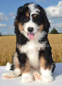 bernedoodles, bernedoodle puppies, bernedoodlees for sale, bernedoodles in canada, tri colour bernedoodles, tri colour, tri colour bernedoodles, tri colour bernedoodles, bernedoodles, bernedoodle breeders, bernedoodle breeders, bernedoodles, bernedoodles, bernedoodles. bernedoodle puppies for sale, berniedoodles, bernadoodles, bernesedoodles, bernedoodles, bernedoodles, bernedoodles, bernedoodle, bernedoodle, bernedoodle, bernedoodle, bernedoodle, bernedoodle puppies, bernedoodle breeders, bernedoodles, bernedoodle puppies, available bernedoodle puppies, available Bernedoodle puppies, tri colour bernedoodle,bernedoodle, bernedoodle, bernedoodle, bernedoodle, bernedoodles, bernedoodle puppies Ontario, bernedoodle, bernedooodle, bernedoodle, bernedoodle, bernedoodle, bernedoodle, bernedoodles, bernedoodle puppies, bernedoodle puppy, bernedoodle breeder in Canada, bernedoodle breeder in Ontario, bernedoodles, bernedoodles for sale,  bernedoodles, Willow Brooke Bernedoodles, bernadoodles, available puppies, available Bernedoodle puppies, bernedoodles British Columbia, bernedoodles Alberta, bernedoodles Ontario, bernedoodles Toronto, bernedoodles Quebec, bernedoodles Nova Scotia, bernedoodles Newfoundland, bernedoodles New Brunswick, Bernese mountain dog, labradoodles, goldendoodles, bernedoodles, swiss ridge, swiss ridge kennel, swiss ridge bernedoodles, bernadoodles, berniedoodles, bernedoodles for sale, bernedoodles, bernedoodle, bernedoodle, bernedoodle, bernedoodle, bernedoodle, bernedoodle, bernedoodles, bernedoodles, bernedoodles, bernedoodle, bernedoodle puppy, bernedoodles Toronto, bernedoodles, bernedoodles, bernedoodle, bernedoodles, bernedoodle, bernedoodle, bernedoodle, bernedoodle, bernedoodle, bernedoodle, bernedoodles, bernedoodle, bernedoodles, bernedoodles, bernedoodles, Willow Brooke Bernedoodles, available Bernedoodle puppies, Bernedoodles Canada, bernedoodle, burnadoodle, berniedoodle, bernadoodle, bernadoodle, bernedoodle, bernedoodles, Bernedoodles, Bernese Mountain Dog, Poodle, Standard Poodle, Moyan Poodle, Mini Bernedoodle, Medium Bernedoodle, Standard Bernedoodle, Bernedoodles, bernedoodle, Bernedoodle Canada, bernedoodles bernedoodles bernedoodles, bernedoodles, Willow Brooke Bernedoodles, available bernedoodles, available Bernedoodles, Bernedoodles, bernedoodles, bernedoodle, bernedoodle, bernedoodles, bernedoodle, bernedoodle, bernedoodles, bernedoodle puppy, bernedoodle, bernedoodle, bernedoodles, bernedoodles, bernedoodle, bernedoodle, bernedoodles, bernedoodle puppies, bernedoodle breeder, Ontario bernedoodle puppies, bernedoodles for sale, available bernedoodle puppies, bernedoodle litters, bernedoodles in New York, bernedoodle, bernedoodle puppy, bernedoodle puppies, bernedoodles Ontario, bernedoodle, bernadoodle, bernadoodle, bernedoodles, bernedoodle puppies for sale, puppies for sale, bernedoodle, berniedoodle, bernedoodles in ontario, bernedoodles in Canada