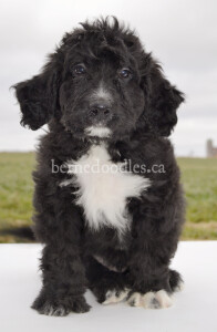 bernedoodles, bernedoodle puppies, bernedoodlees for sale, bernedoodles in canada, tri colour bernedoodles, tri colour, tri colour bernedoodles, tri colour bernedoodles, bernedoodles, bernedoodle breeders, bernedoodle breeders, bernedoodles, bernedoodles, bernedoodles. bernedoodle puppies for sale, berniedoodles, bernadoodles, bernesedoodles, bernedoodles, bernedoodles, bernedoodles, bernedoodle, bernedoodle, bernedoodle, bernedoodle, bernedoodle, bernedoodle puppies, bernedoodle breeders, bernedoodles, bernedoodle puppies, available bernedoodle puppies, available Bernedoodle puppies, tri colour bernedoodle,bernedoodle, bernedoodle, bernedoodle, bernedoodle, bernedoodles, bernedoodle puppies Ontario, bernedoodle, bernedooodle, bernedoodle, bernedoodle, bernedoodle, bernedoodle, bernedoodles, bernedoodle puppies, bernedoodle puppy, bernedoodle breeder in Canada, bernedoodle breeder in Ontario, bernedoodles, bernedoodles for sale, bernedoodles, Willow Brooke Bernedoodles, bernadoodles, available puppies, available Bernedoodle puppies, bernedoodles British Columbia, bernedoodles Alberta, bernedoodles Ontario, bernedoodles Toronto, bernedoodles Quebec, bernedoodles Nova Scotia, bernedoodles Newfoundland, bernedoodles New Brunswick, Bernese mountain dog, labradoodles, goldendoodles, bernedoodles, swiss ridge, swiss ridge kennel, swiss ridge bernedoodles, bernadoodles, berniedoodles, bernedoodles for sale, bernedoodles, bernedoodle, bernedoodle, bernedoodle, bernedoodle, bernedoodle, bernedoodle, bernedoodles, bernedoodles, bernedoodles, bernedoodle, bernedoodle puppy, bernedoodles Toronto, bernedoodles, bernedoodles, bernedoodle, bernedoodles, bernedoodle, bernedoodle, bernedoodle, bernedoodle, bernedoodle, bernedoodle, bernedoodles, bernedoodle, bernedoodles, bernedoodles, bernedoodles, Willow Brooke Bernedoodles, available Bernedoodle puppies, Bernedoodles Canada, bernedoodle, burnadoodle, berniedoodle, bernadoodle, bernadoodle, bernedoodle, bernedoodles, Bernedoodles, Bernese Mountain Dog, Poodle, Standard Poodle, Moyan Poodle, Mini Bernedoodle, Medium Bernedoodle, Standard Bernedoodle, Bernedoodles, bernedoodle, Bernedoodle Canada, bernedoodles bernedoodles bernedoodles, bernedoodles, Willow Brooke Bernedoodles, available bernedoodles, available Bernedoodles, Bernedoodles, bernedoodles, bernedoodle, bernedoodle, bernedoodles, bernedoodle, bernedoodle, bernedoodles, bernedoodle puppy, bernedoodle, bernedoodle, bernedoodles, bernedoodles, bernedoodle, bernedoodle, bernedoodles, bernedoodle puppies, bernedoodle breeder, Ontario bernedoodle puppies, bernedoodles for sale, available bernedoodle puppies, bernedoodle litters, bernedoodles in New York, bernedoodle, bernedoodle puppy, bernedoodle puppies, bernedoodles Ontario, bernedoodle, bernadoodle, bernadoodle, bernedoodles, bernedoodle puppies for sale, puppies for sale, bernedoodle, berniedoodle, bernedoodles in ontario, bernedoodles in Canada