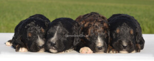 bernedoodles, bernedoodle puppies, bernedoodlees for sale, bernedoodles in canada, tri colour bernedoodles, tri colour, tri colour bernedoodles, tri colour bernedoodles, bernedoodles, bernedoodle breeders, bernedoodle breeders, bernedoodles, bernedoodles, bernedoodles. bernedoodle puppies for sale, berniedoodles, bernadoodles, bernesedoodles, bernedoodles, bernedoodles, bernedoodles, bernedoodle, bernedoodle, bernedoodle, bernedoodle, bernedoodle, bernedoodle puppies, bernedoodle breeders, bernedoodles, bernedoodle puppies, available bernedoodle puppies, available Bernedoodle puppies, tri colour bernedoodle,bernedoodle, bernedoodle, bernedoodle, bernedoodle, bernedoodles, bernedoodle puppies Ontario, bernedoodle, bernedooodle, bernedoodle, bernedoodle, bernedoodle, bernedoodle, bernedoodles, bernedoodle puppies, bernedoodle puppy, bernedoodle breeder in Canada, bernedoodle breeder in Ontario, bernedoodles, bernedoodles for sale, bernedoodles, Willow Brooke Bernedoodles, bernadoodles, available puppies, available Bernedoodle puppies, bernedoodles British Columbia, bernedoodles Alberta, bernedoodles Ontario, bernedoodles Toronto, bernedoodles Quebec, bernedoodles Nova Scotia, bernedoodles Newfoundland, bernedoodles New Brunswick, Bernese mountain dog, labradoodles, goldendoodles, bernedoodles, swiss ridge, swiss ridge kennel, swiss ridge bernedoodles, bernadoodles, berniedoodles, bernedoodles for sale, bernedoodles, bernedoodle, bernedoodle, bernedoodle, bernedoodle, bernedoodle, bernedoodle, bernedoodles, bernedoodles, bernedoodles, bernedoodle, bernedoodle puppy, bernedoodles Toronto, bernedoodles, bernedoodles, bernedoodle, bernedoodles, bernedoodle, bernedoodle, bernedoodle, bernedoodle, bernedoodle, bernedoodle, bernedoodles, bernedoodle, bernedoodles, bernedoodles, bernedoodles, Willow Brooke Bernedoodles, available Bernedoodle puppies, Bernedoodles Canada, bernedoodle, burnadoodle, berniedoodle, bernadoodle, bernadoodle, bernedoodle, bernedoodles, Bernedoodles, Bernese Mountain Dog, Poodle, Standard Poodle, Moyan Poodle, Mini Bernedoodle, Medium Bernedoodle, Standard Bernedoodle, Bernedoodles, bernedoodle, Bernedoodle Canada, bernedoodles bernedoodles bernedoodles, bernedoodles, Willow Brooke Bernedoodles, available bernedoodles, available Bernedoodles, Bernedoodles, bernedoodles, bernedoodle, bernedoodle, bernedoodles, bernedoodle, bernedoodle, bernedoodles, bernedoodle puppy, bernedoodle, bernedoodle, bernedoodles, bernedoodles, bernedoodle, bernedoodle, bernedoodles, bernedoodle puppies, bernedoodle breeder, Ontario bernedoodle puppies, bernedoodles for sale, available bernedoodle puppies, bernedoodle litters, bernedoodles in New York, bernedoodle, bernedoodle puppy, bernedoodle puppies, bernedoodles Ontario, bernedoodle, bernadoodle, bernadoodle, bernedoodles, bernedoodle puppies for sale, puppies for sale, bernedoodle, berniedoodle, bernedoodles in ontario, bernedoodles in Canada