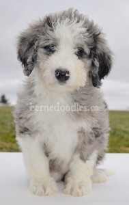 bernedoodles, bernedoodle puppies, bernedoodlees for sale, bernedoodles in canada, tri colour bernedoodles, tri colour, tri colour bernedoodles, tri colour bernedoodles, bernedoodles, bernedoodle breeders, bernedoodle breeders, bernedoodles, bernedoodles, bernedoodles. bernedoodle puppies for sale, berniedoodles, bernadoodles, bernesedoodles, bernedoodles, bernedoodles, bernedoodles, bernedoodle, bernedoodle, bernedoodle, bernedoodle, bernedoodle, bernedoodle puppies, bernedoodle breeders, bernedoodles, bernedoodle puppies, available bernedoodle puppies, available Bernedoodle puppies, tri colour bernedoodle,bernedoodle, bernedoodle, bernedoodle, bernedoodle, bernedoodles, bernedoodle puppies Ontario, bernedoodle, bernedooodle, bernedoodle, bernedoodle, bernedoodle, bernedoodle, bernedoodles, bernedoodle puppies, bernedoodle puppy, bernedoodle breeder in Canada, bernedoodle breeder in Ontario, bernedoodles, bernedoodles for sale, bernedoodles, Willow Brooke Bernedoodles, bernadoodles, available puppies, available Bernedoodle puppies, bernedoodles British Columbia, bernedoodles Alberta, bernedoodles Ontario, bernedoodles Toronto, bernedoodles Quebec, bernedoodles Nova Scotia, bernedoodles Newfoundland, bernedoodles New Brunswick, Bernese mountain dog, labradoodles, goldendoodles, bernedoodles, swiss ridge, swiss ridge kennel, swiss ridge bernedoodles, bernadoodles, berniedoodles, bernedoodles for sale, bernedoodles, bernedoodle, bernedoodle, bernedoodle, bernedoodle, bernedoodle, bernedoodle, bernedoodles, bernedoodles, bernedoodles, bernedoodle, bernedoodle puppy, bernedoodles Toronto, bernedoodles, bernedoodles, bernedoodle, bernedoodles, bernedoodle, bernedoodle, bernedoodle, bernedoodle, bernedoodle, bernedoodle, bernedoodles, bernedoodle, bernedoodles, bernedoodles, bernedoodles, Willow Brooke Bernedoodles, available Bernedoodle puppies, Bernedoodles Canada, bernedoodle, burnadoodle, berniedoodle, bernadoodle, bernadoodle, bernedoodle, bernedoodles, Bernedoodles, Bernese Mountain Dog, Poodle, Standard Poodle, Moyan Poodle, Mini Bernedoodle, Medium Bernedoodle, Standard Bernedoodle, Bernedoodles, bernedoodle, Bernedoodle Canada, bernedoodles bernedoodles bernedoodles, bernedoodles, Willow Brooke Bernedoodles, available bernedoodles, available Bernedoodles, Bernedoodles, bernedoodles, bernedoodle, bernedoodle, bernedoodles, bernedoodle, bernedoodle, bernedoodles, bernedoodle puppy, bernedoodle, bernedoodle, bernedoodles, bernedoodles, bernedoodle, bernedoodle, bernedoodles, bernedoodle puppies, bernedoodle breeder, Ontario bernedoodle puppies, bernedoodles for sale, available bernedoodle puppies, bernedoodle litters, bernedoodles in New York, bernedoodle, bernedoodle puppy, bernedoodle puppies, bernedoodles Ontario, bernedoodle, bernadoodle, bernadoodle, bernedoodles, bernedoodle puppies for sale, puppies for sale, bernedoodle, berniedoodle, bernedoodles in ontario, bernedoodles in Canada